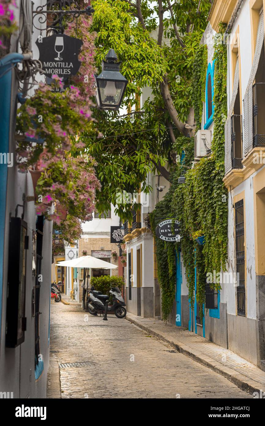 Calle estrecha y florida con un bar al fondo en Córdoba, España Stockfoto