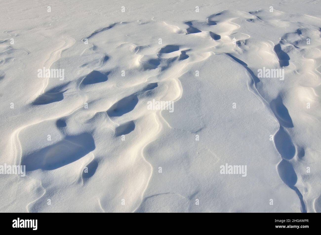 Wind erstellt Muster der Weihnachtstanne auf der Schneeoberfläche - abstrakte Winter verschneiten Hintergrund. Stockfoto