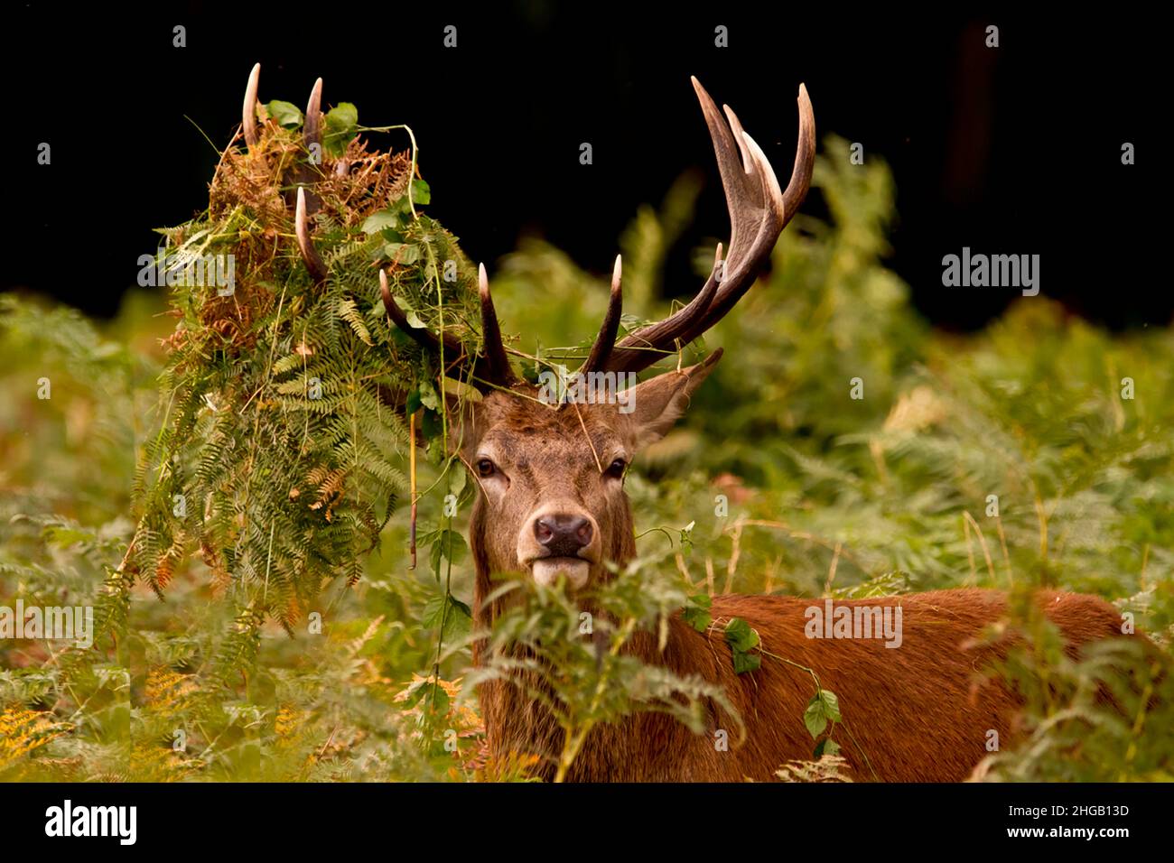 Roter Hirsch (Cervus elaphus), jüngerer Rotwild Hirsch, der versucht, sich mit vegetativen Verzierungen während des Rutsches größer aussehen zu lassen. Richmond Park. Stockfoto