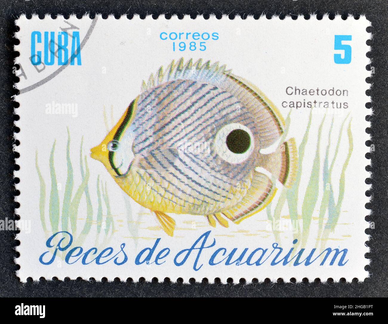 Abgesagte Briefmarke, gedruckt von Kuba, die Foureye Butterflyfish (Chaetodon capistratus) zeigt, um 1985. Stockfoto