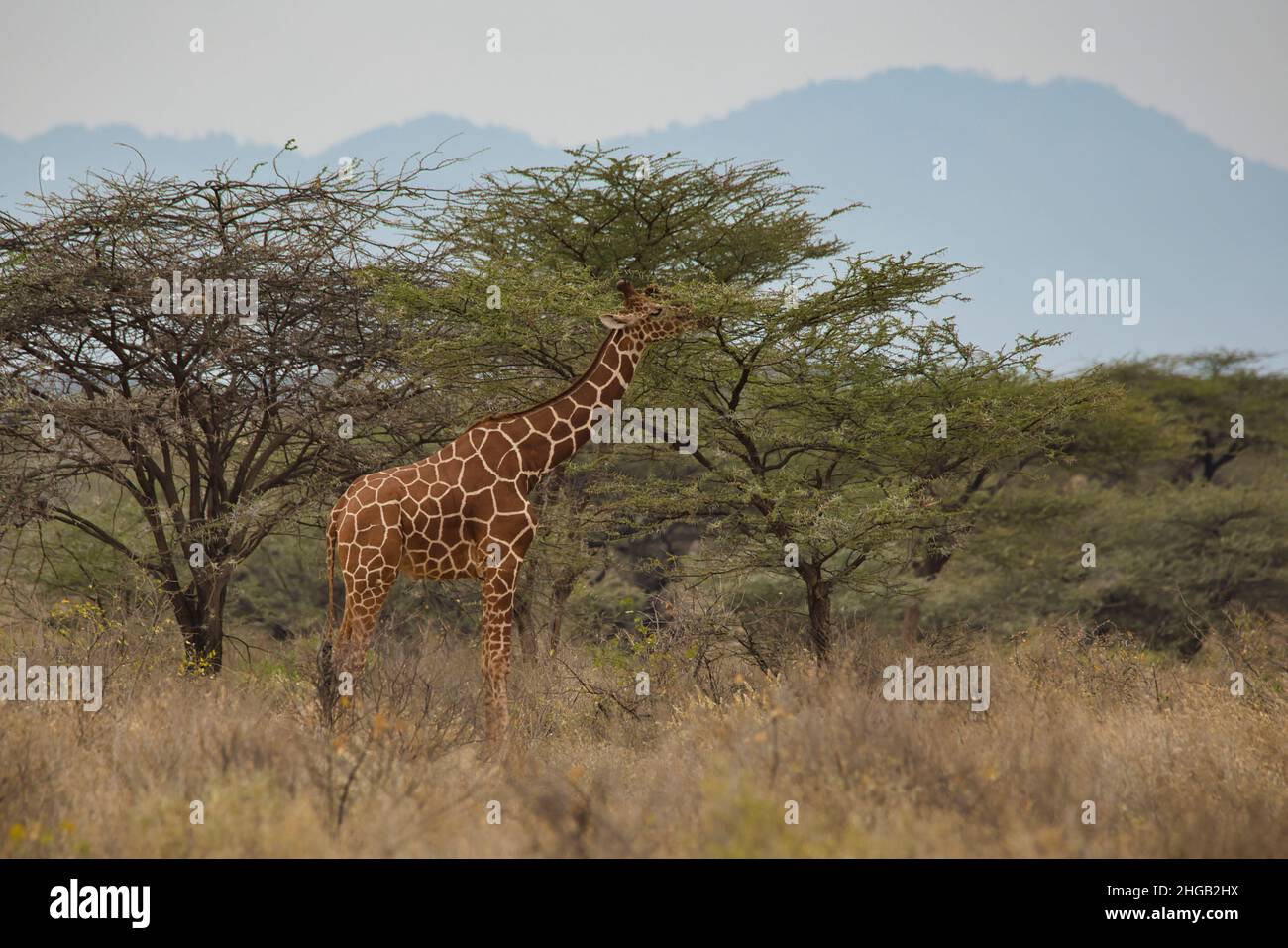 Die Netzgiraffe Giraffa camelopardalis reticulata ernährt sich von einem Baum im Samburu National Reserve in Kenia. Stockfoto