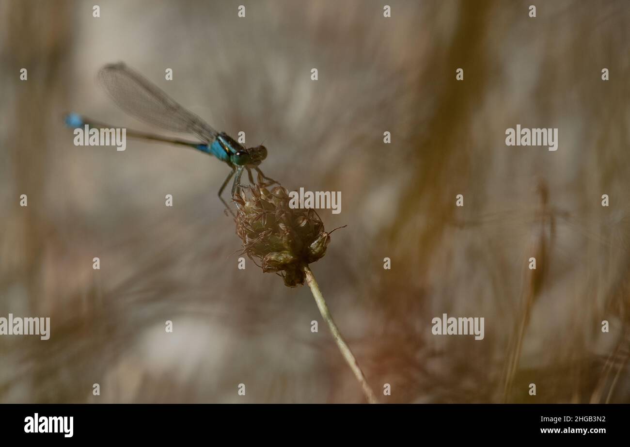 Die Libelle ruht auf einem Weizenkorn Stockfoto