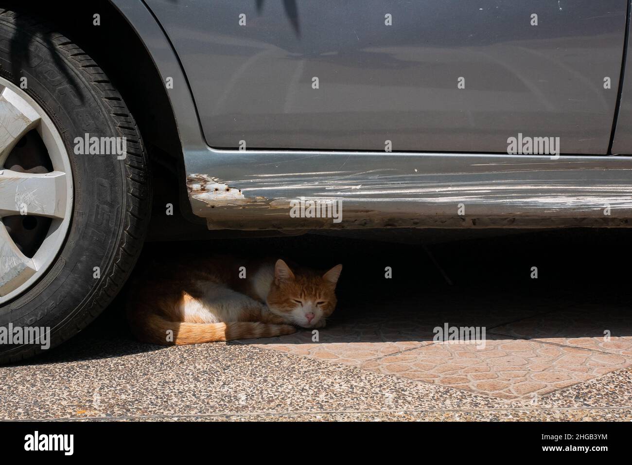 Medellin, Kolumbien - Januar 9 2022: Katze ruht an einem sonnigen Tag unter dem Grauen Auto Stockfoto