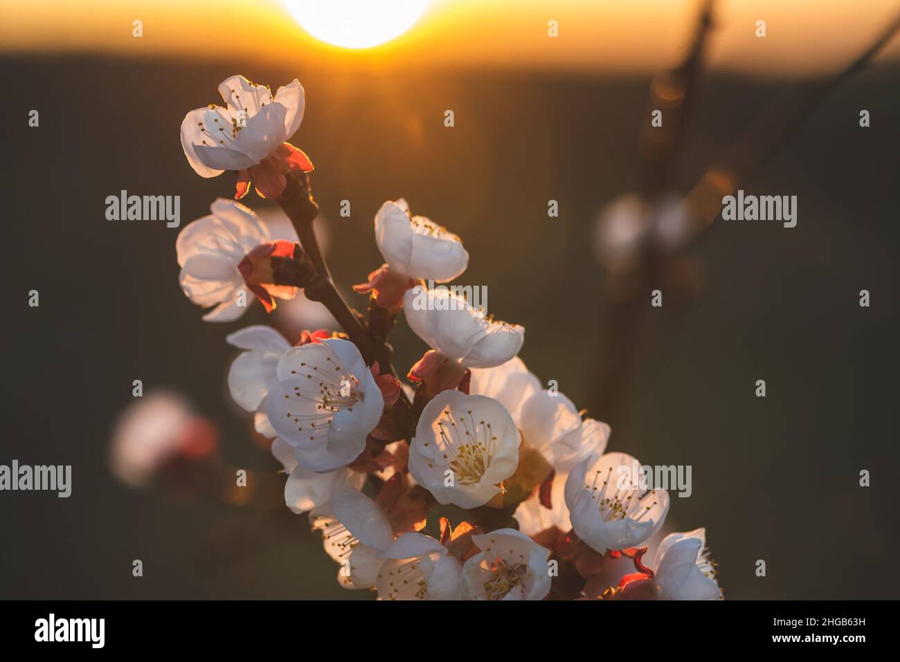 Nahaufnahme eines weißen roten Aprikosenblütenzweiges mit der untergehenden Sonne. Der mit Blüten überwuchert Ast verläuft im Bild von unten rechts nach oben links Stockfoto