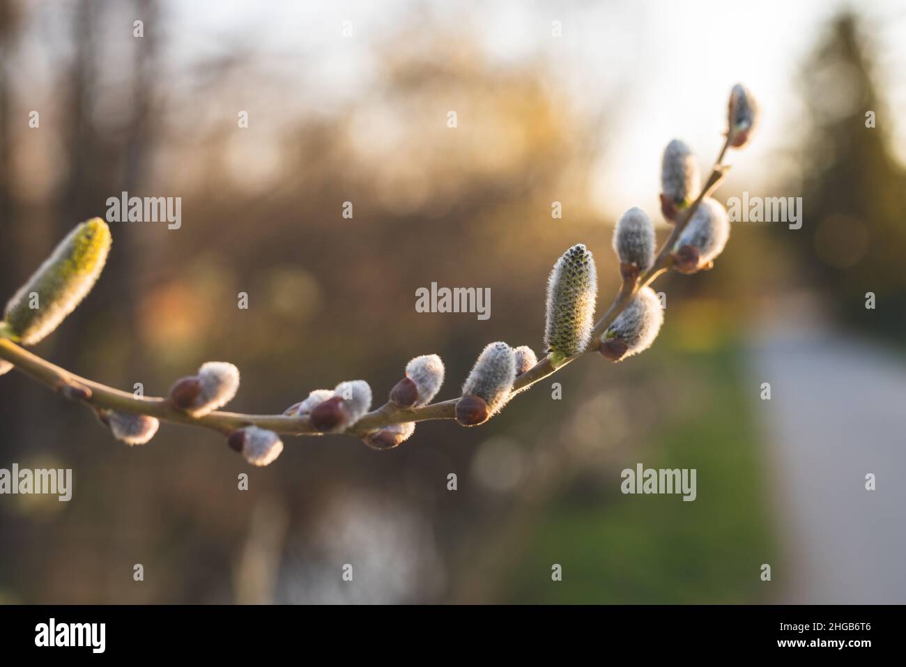 Nahaufnahme eines blühenden Palmenzweiges. Der kleine Ast verläuft von links nach rechts mit einer Blume in der Mitte des Bildes im Landschaftsformat Stockfoto