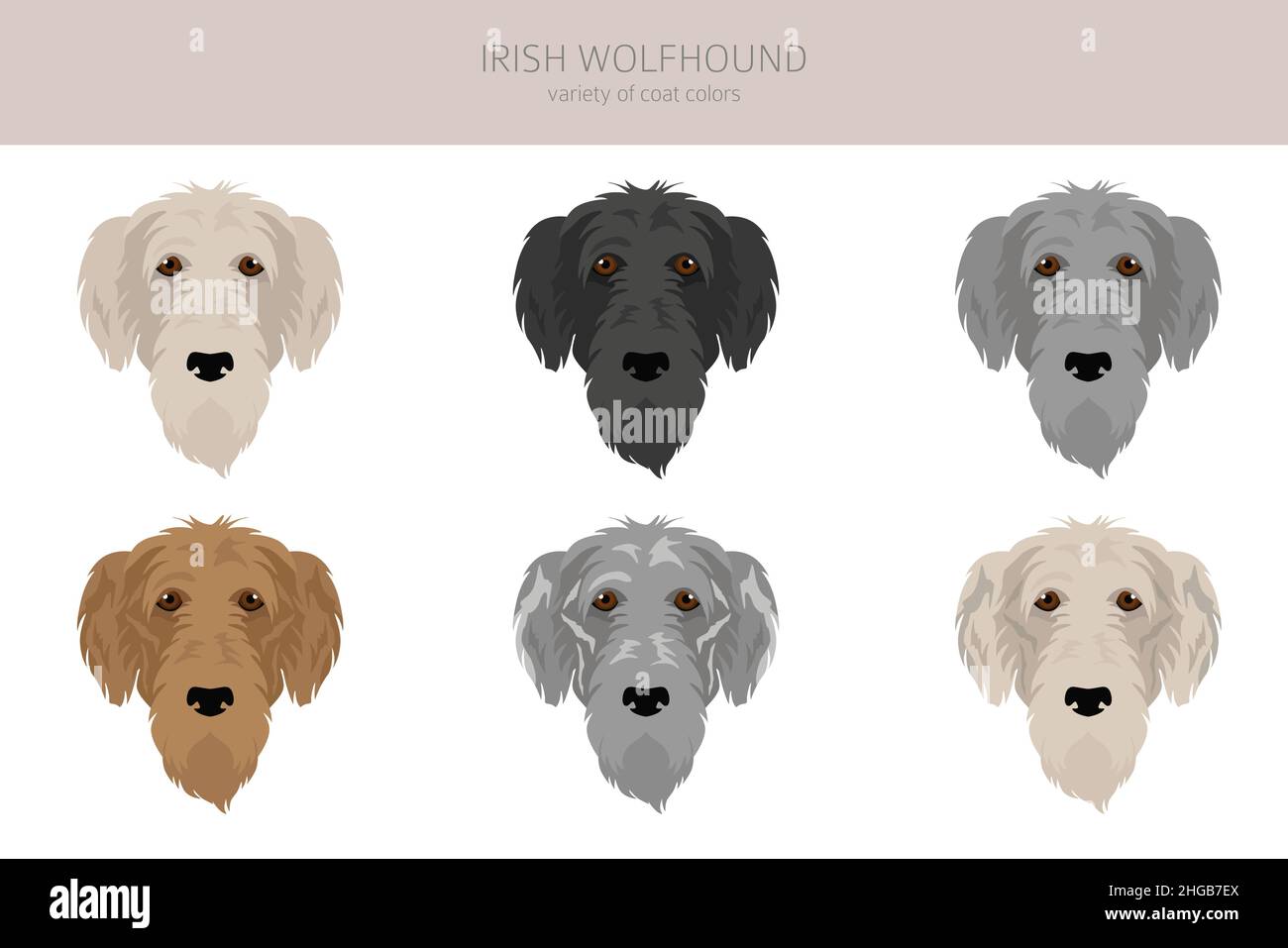 Irish Wolfhound Clipart. Verschiedene Posen, Fellfarben eingestellt. Vektorgrafik Stock Vektor