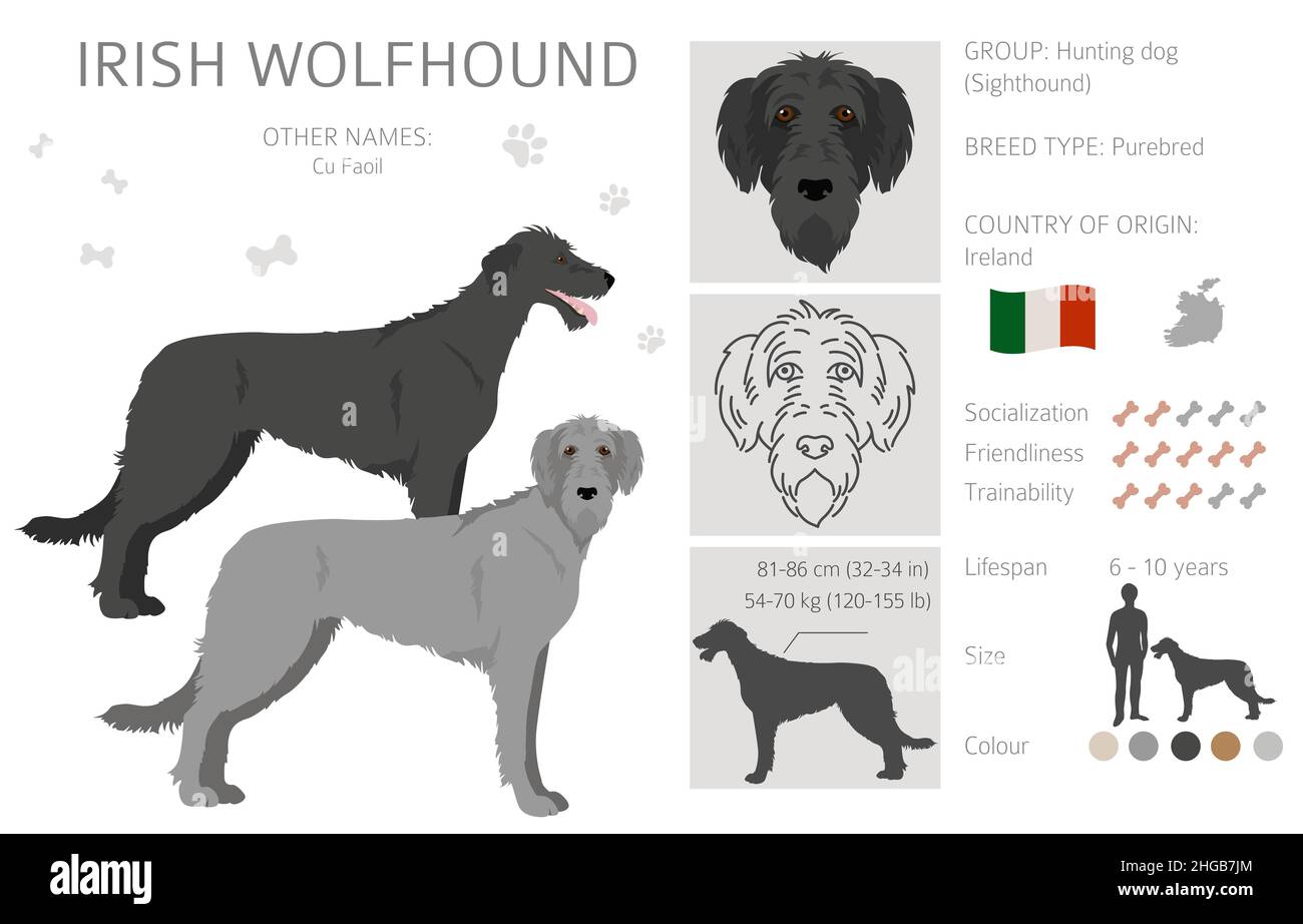 Irish Wolfhound Clipart. Verschiedene Posen, Fellfarben eingestellt. Vektorgrafik Stock Vektor