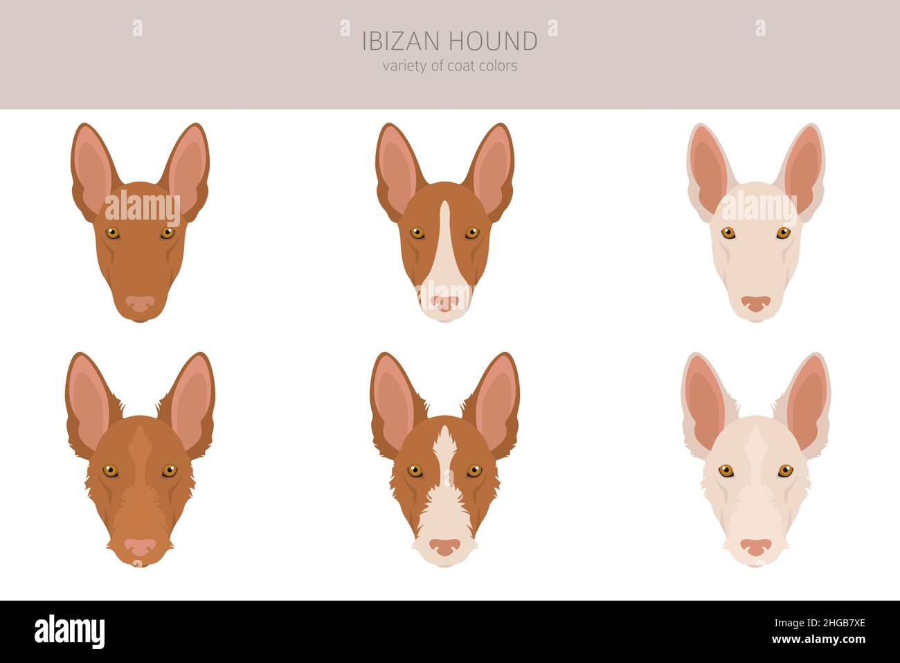 IbizanischenJagdhund Cliparts. Verschiedene Posen, Fellfarben eingestellt. Vektorgrafik Stock Vektor
