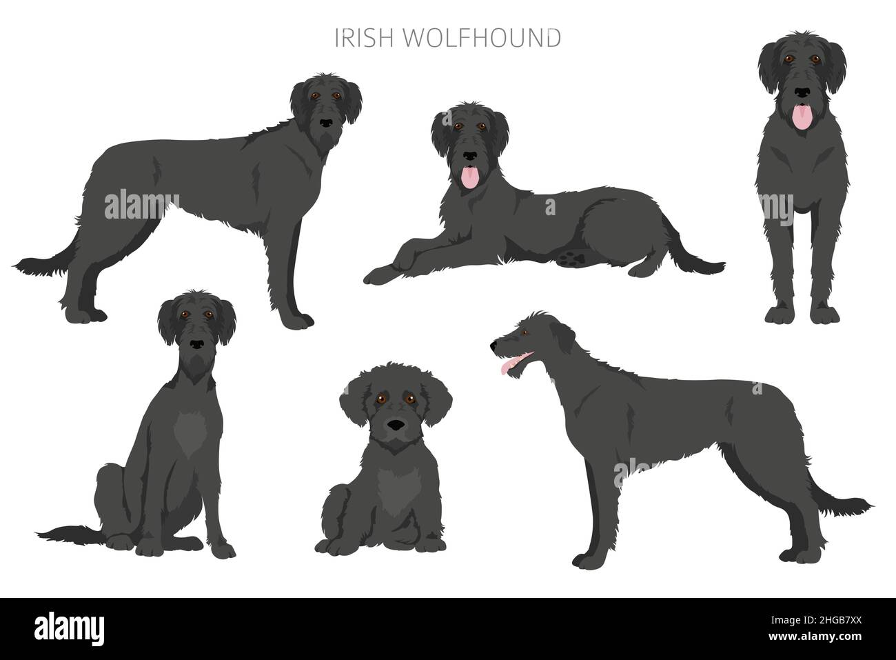 Irish Wolfhound Clipart. Verschiedene Posen, Fellfarben eingestellt. Vektorgrafik Stock Vektor