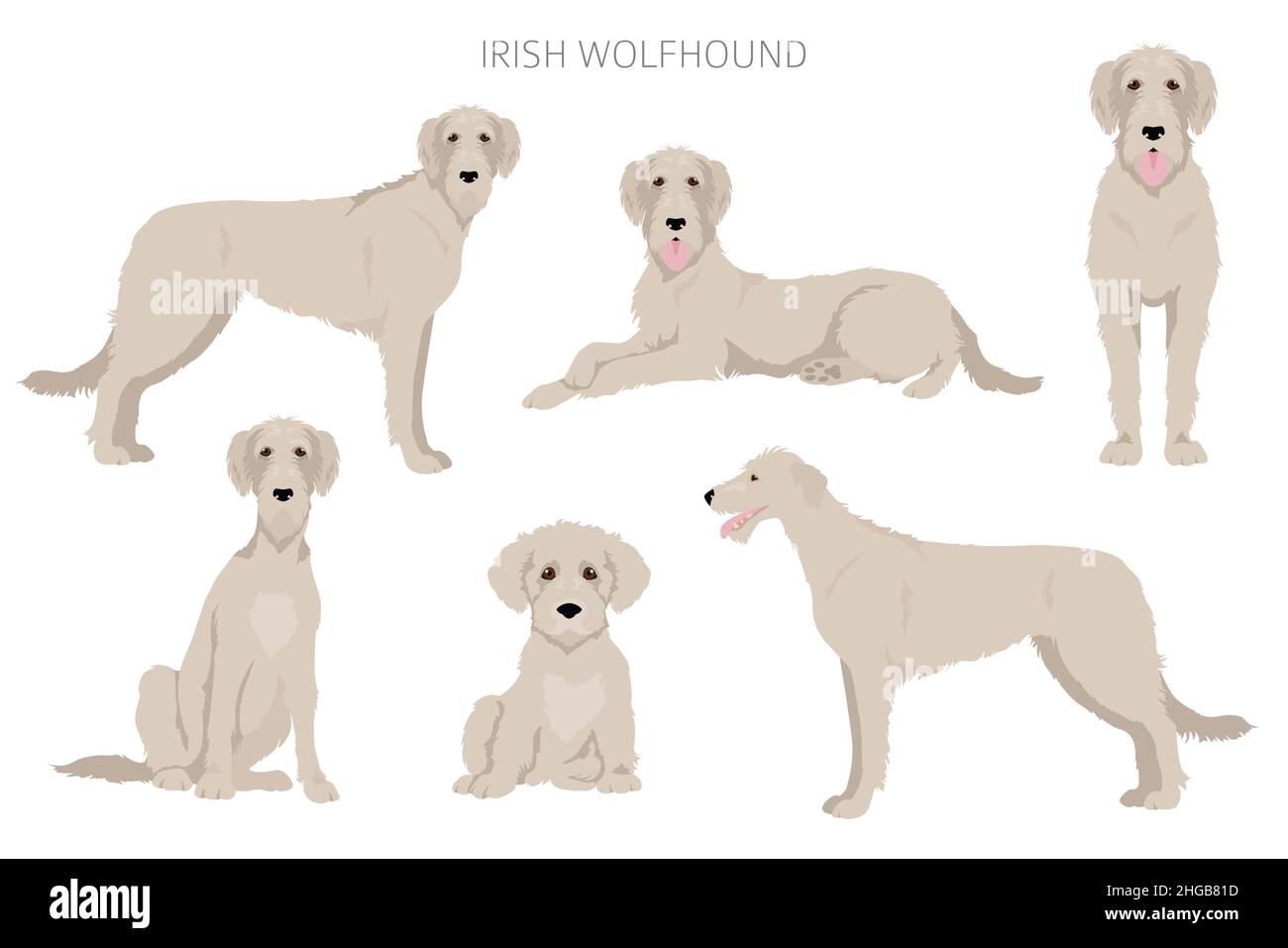 Irish Wolfhound Clipart. Verschiedene Posen, Fellfarben eingestellt. Vektorgrafik Stock Vektor