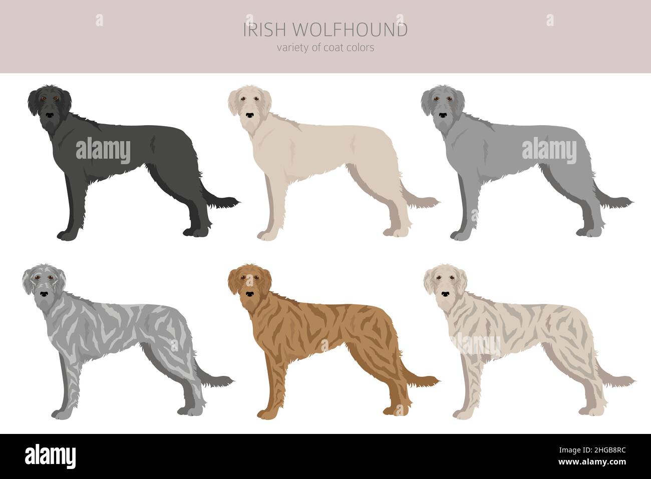 Irish Wolfhound Clipart. Verschiedene Posen, Fellfarben eingestellt. Vektorgrafik Stock Vektor