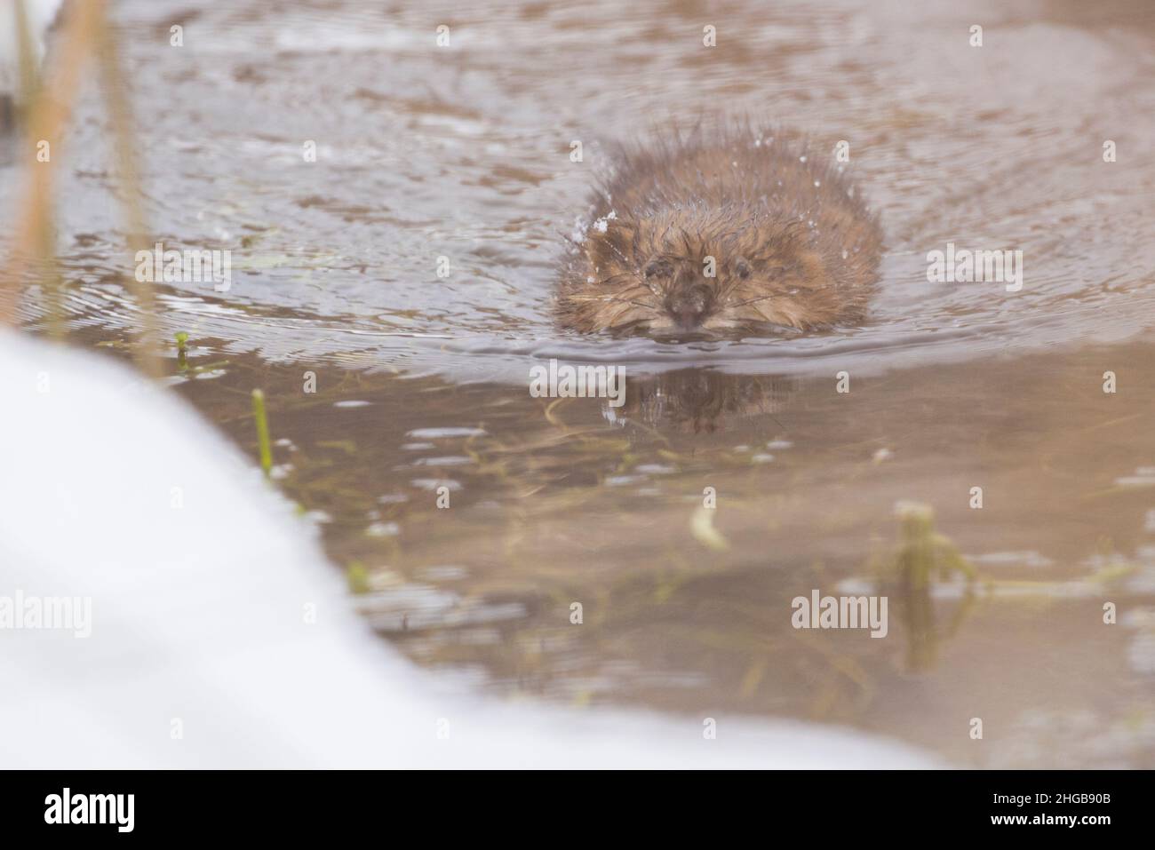 Die Bisamratte (Ondatra zibethicus) im Winter Stockfoto