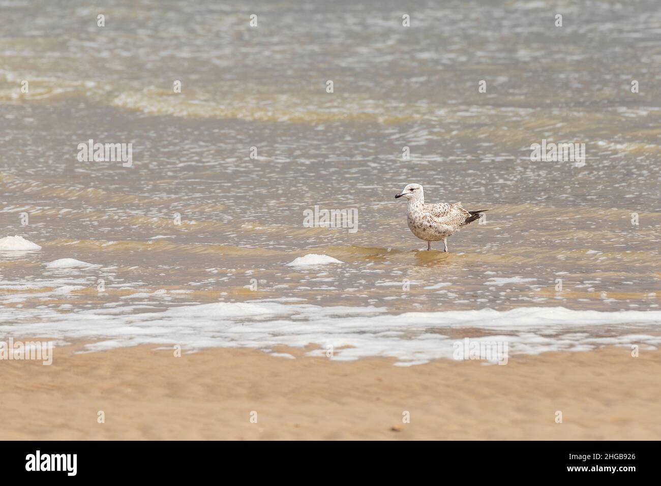 Möwe - Larus marinus steht im Meer in der Stadt Vlisssingen in Holland. Stockfoto
