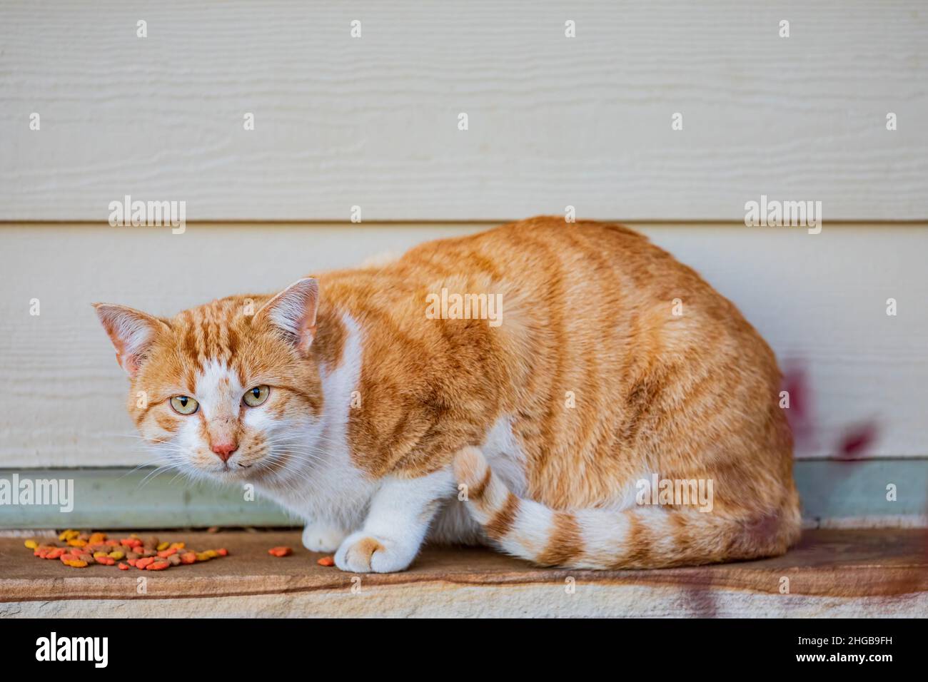 Nahaufnahme einer niedlichen braunen Tabby-Katze in Oklahoma Stockfoto