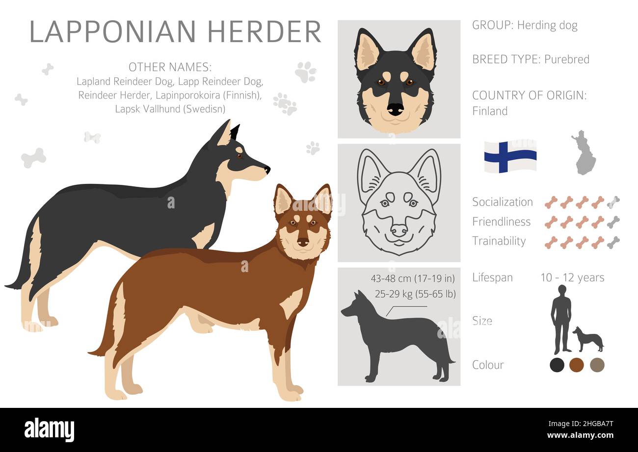 Lapponian Herder Clipart. Verschiedene Posen, Fellfarben eingestellt. Vektorgrafik Stock Vektor