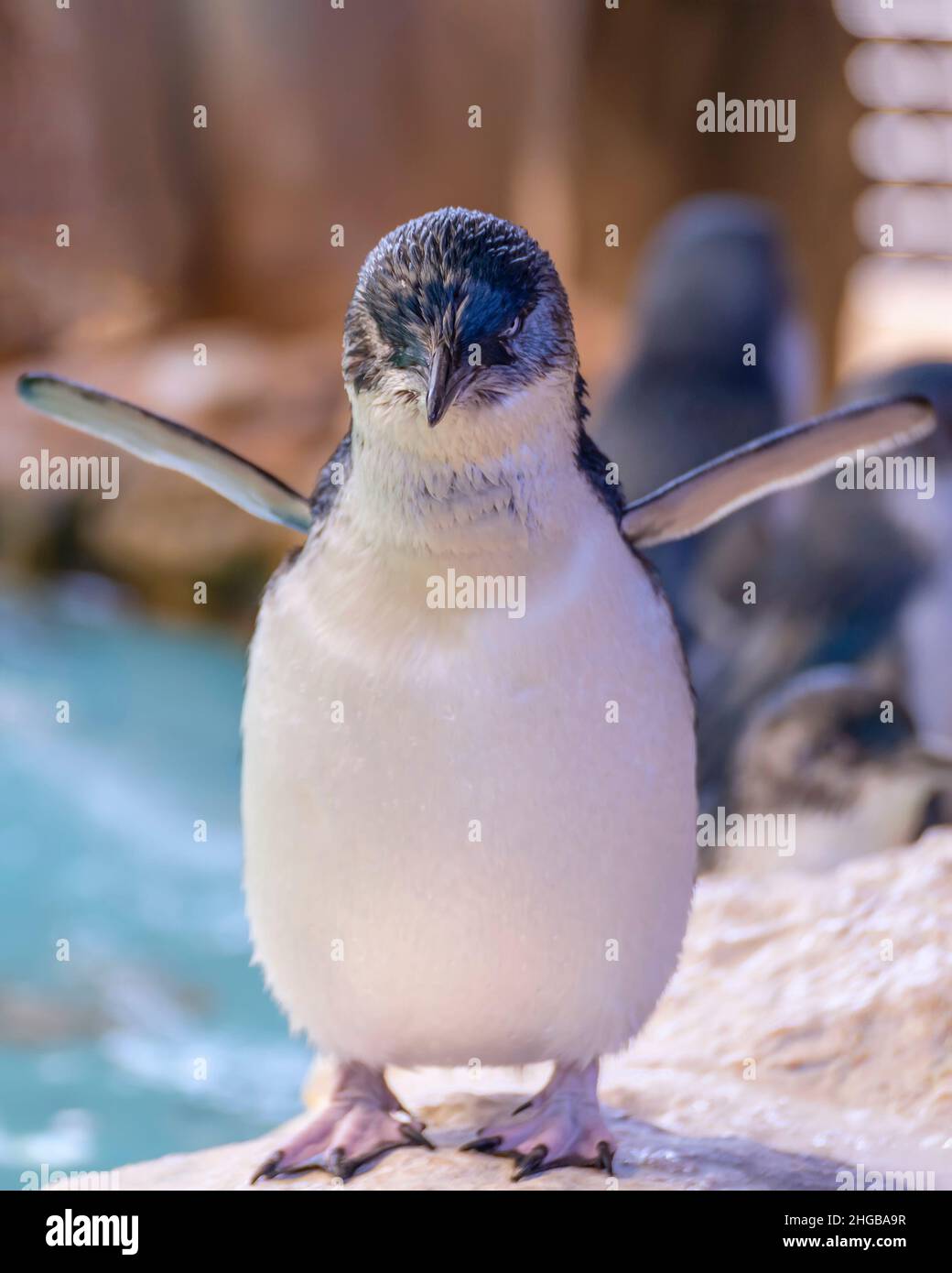 Schöne australische Pinguin stehend in der Nähe der Wasser bei Penguin Island, Rockingham Western Australia Stockfoto