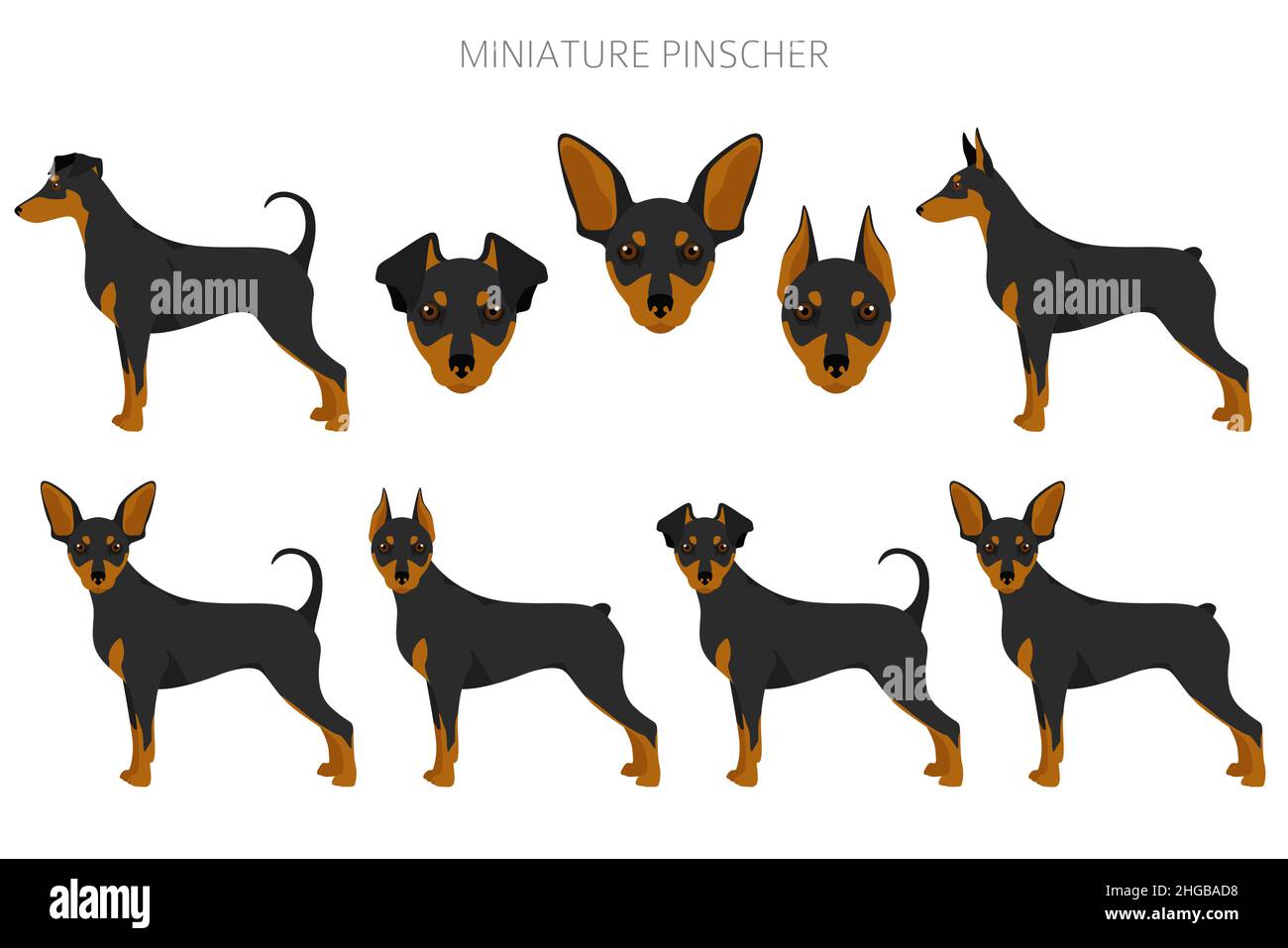 Miniatur-Pinscher-Cliparts. Verschiedene Posen, Fellfarben eingestellt. Vektorgrafik Stock Vektor