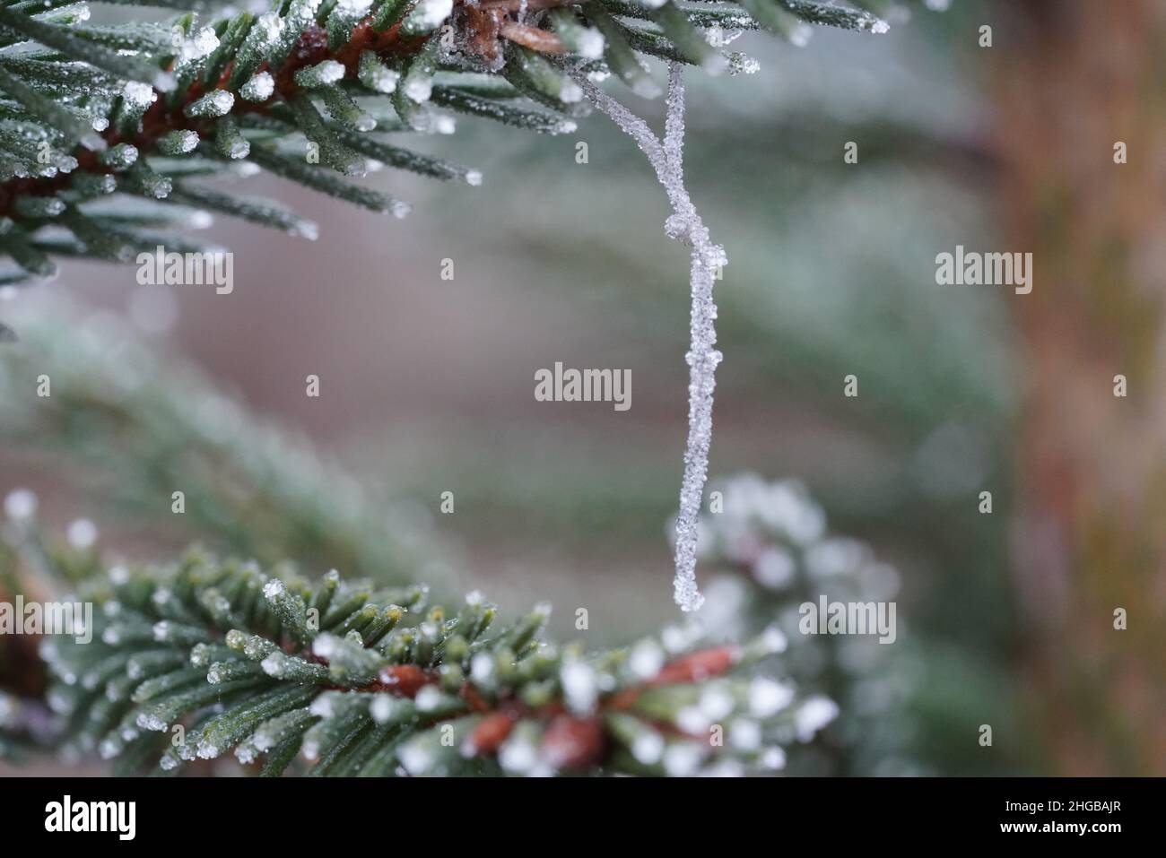 Norwegische Kiefer im Winter mit Frost Stockfoto