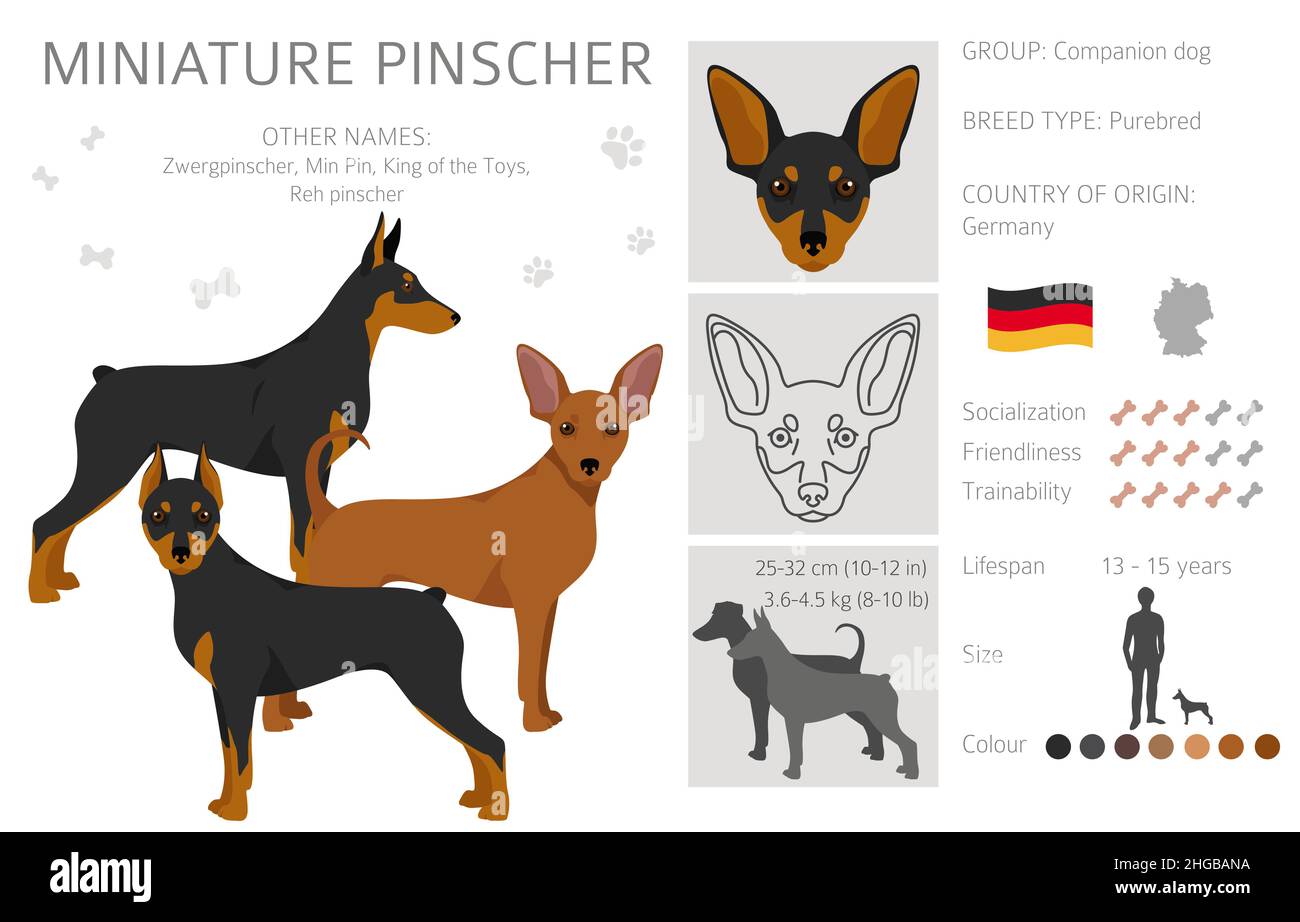 Miniatur-Pinscher-Cliparts. Verschiedene Posen, Fellfarben eingestellt. Vektorgrafik Stock Vektor