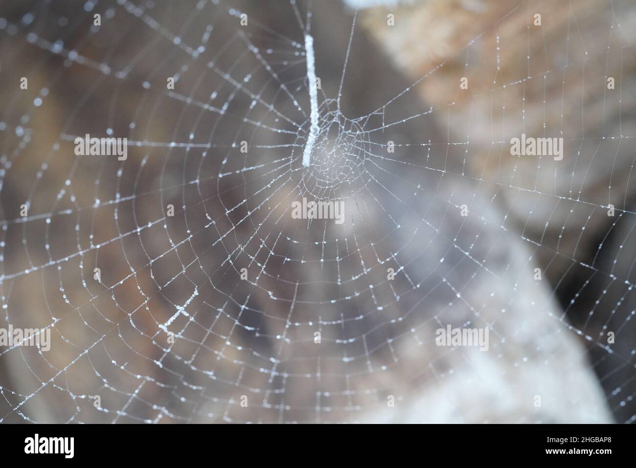Spiders Web mit Protokollen im Hintergrund Stockfoto