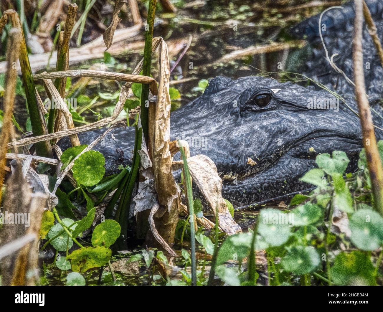 Alligator lauert im Unkraut im Lake Panasoffkee Stockfoto