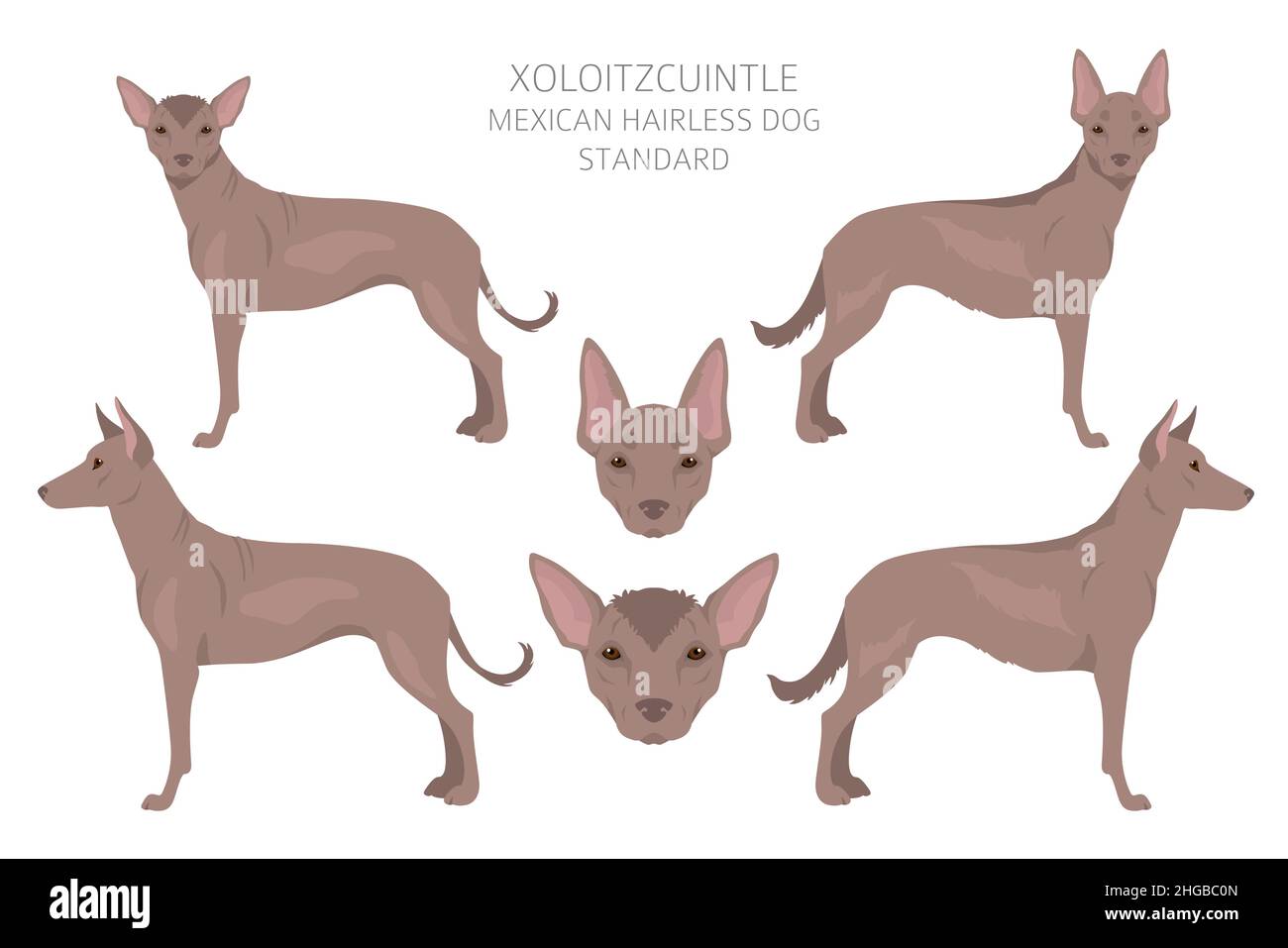 Xoloitzcuintle, mexikanische haarlose Hund Standard Clipart. Verschiedene Posen, Fellfarben eingestellt. Vektorgrafik Stock Vektor