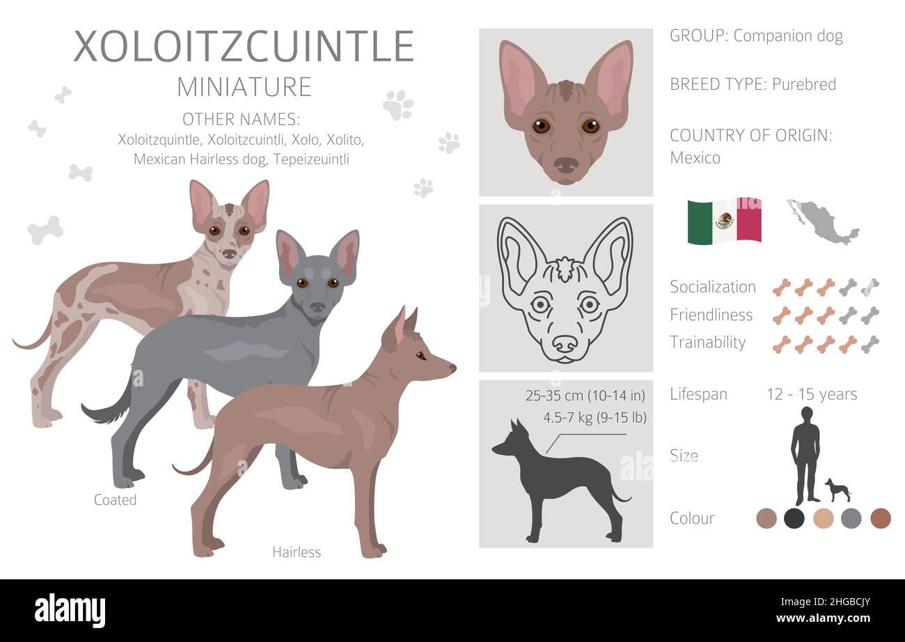 Xoloitzcuintle, mexikanische haarlose Hund Miniatur Clipart. Verschiedene Posen, Fellfarben eingestellt. Vektorgrafik Stock Vektor