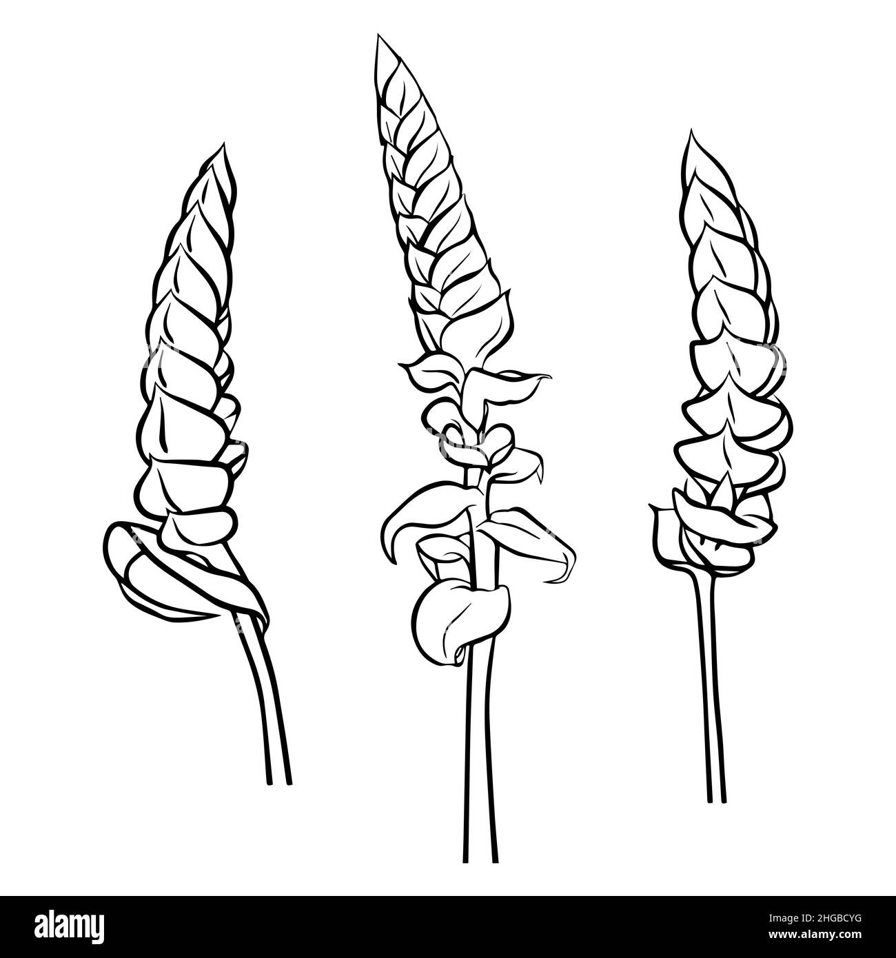 Eine Reihe von Konturzeichnungen des Tillandsienzweiges von Samantha. Vektor-isoliertes Clipart. Botanisches Design. Doodle. Stock Vektor