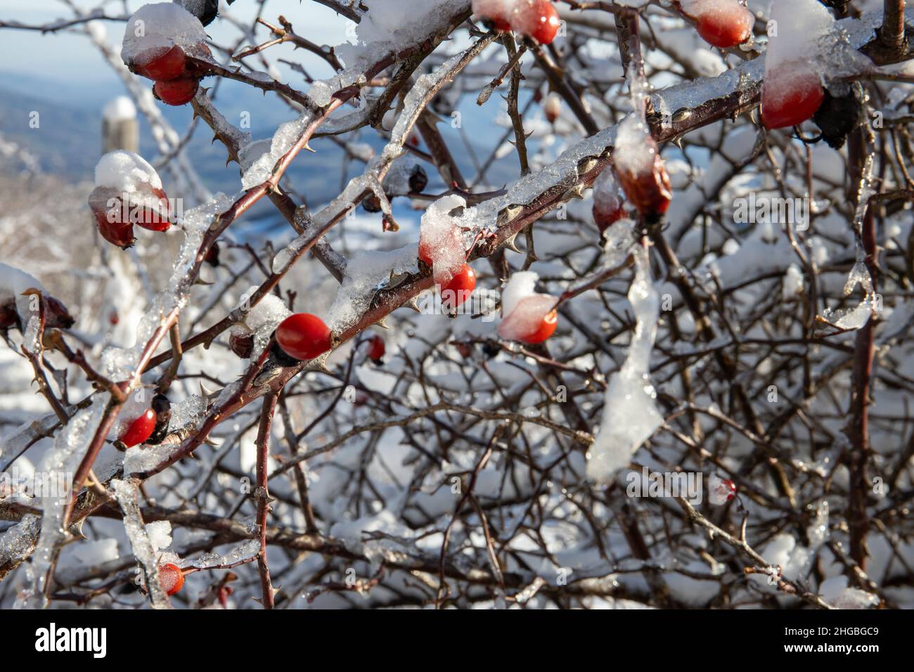 Hagebuttenbeeren mit Eis und Schnee bedeckt Stockfoto
