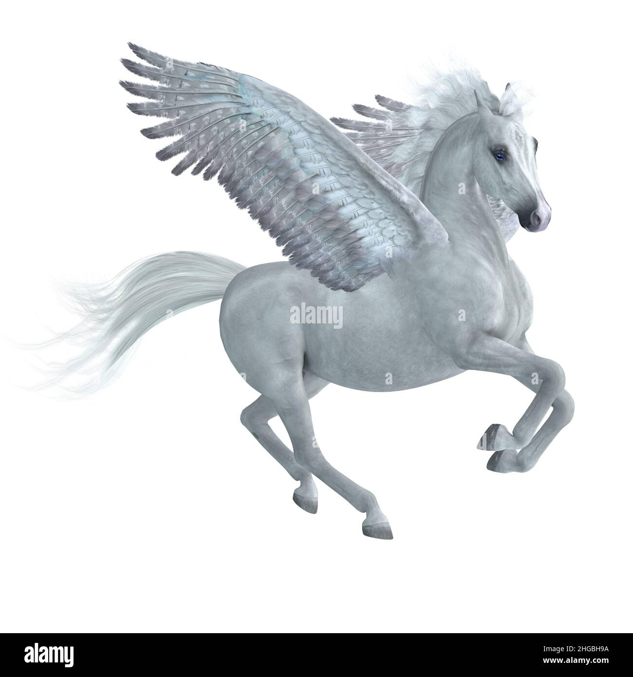Ein wunderschöner weißer Pegasus-Hengst, ein legendäres mythisches Pferd mit Flügeln, hebt sich in den Himmel. Stockfoto