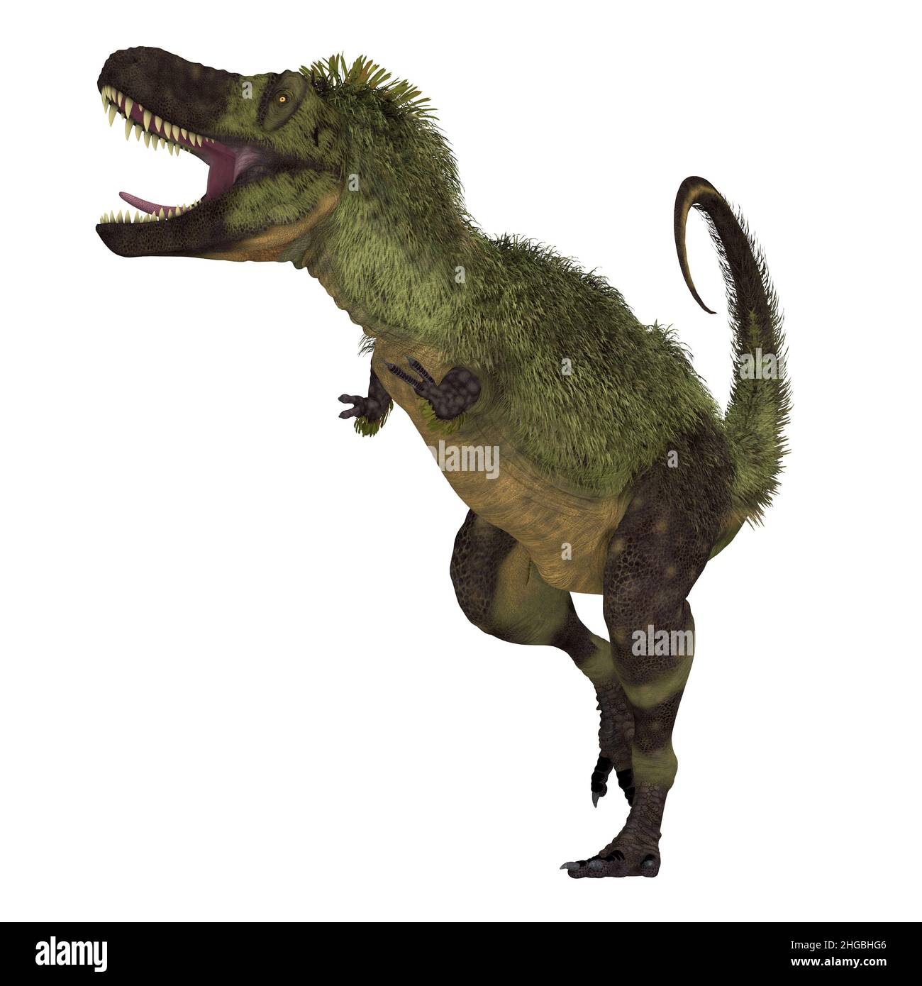 Tarcosaurus Feathered Dinosaur - Tarcosaurus war ein fleischfressender gefiederter Dinosaurier, der in der Kreidezeit in Asien lebte. Stockfoto