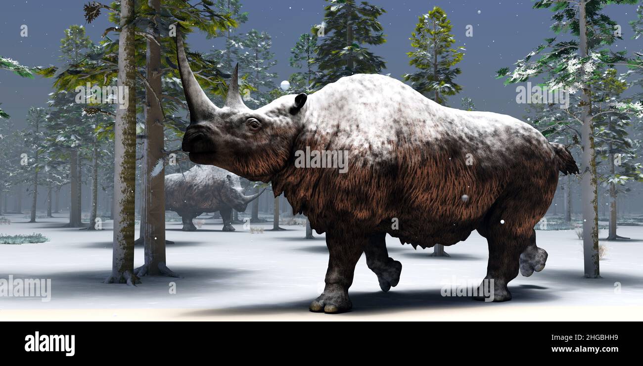 Zwei Woolly Rhinoceros hängen während eines Wintertages in Europa während der Pleistozän-Ära zusammen. Stockfoto