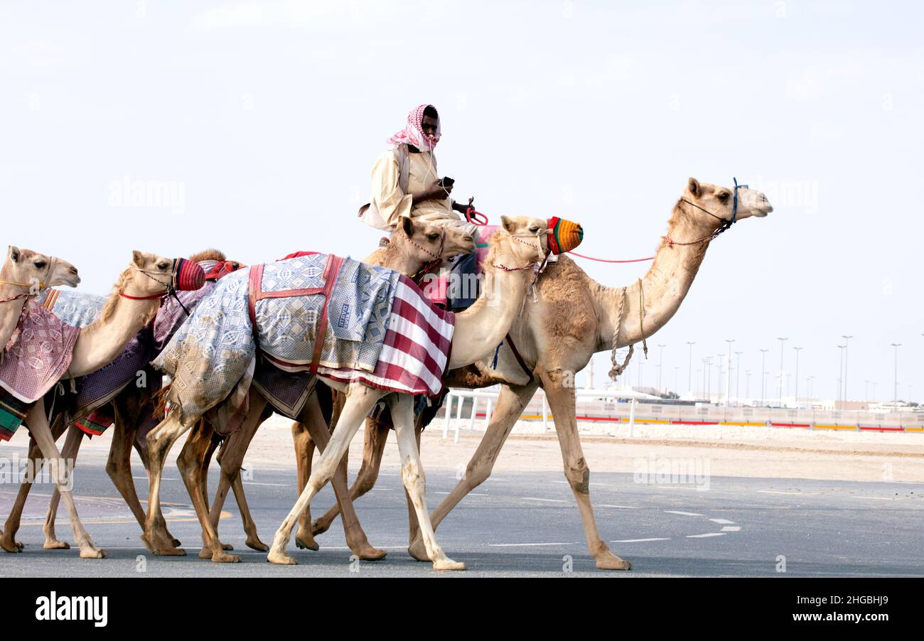 Arabische Kamele in Kamelrennen Training Track - Shahanya Doha - KATAR Stockfoto