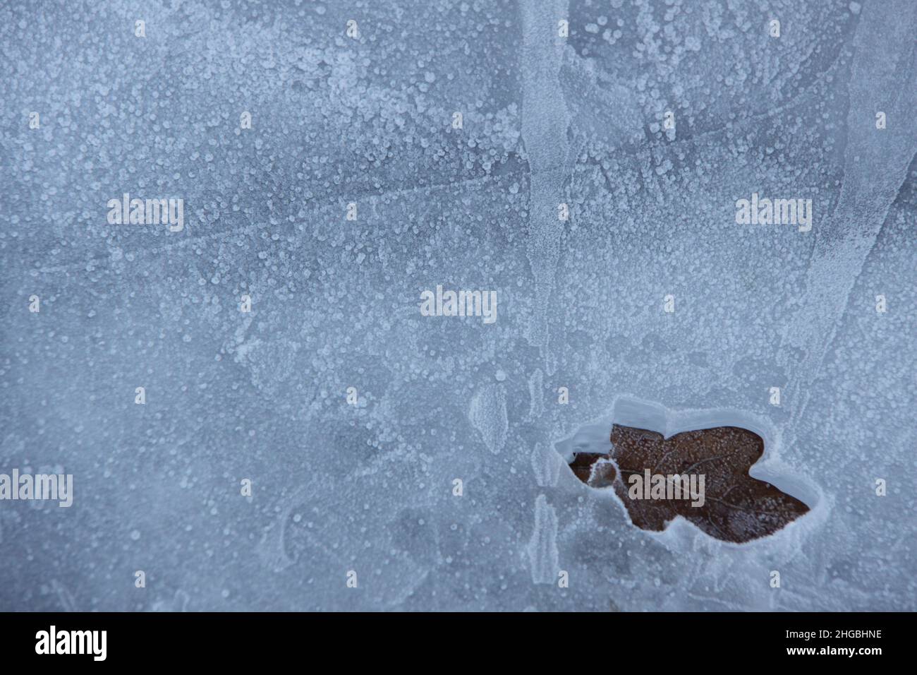 Ein Blatt der Eiche fiel durch das Eis. Ein Eindruck eines Eichenblattes im Eis. Stockfoto