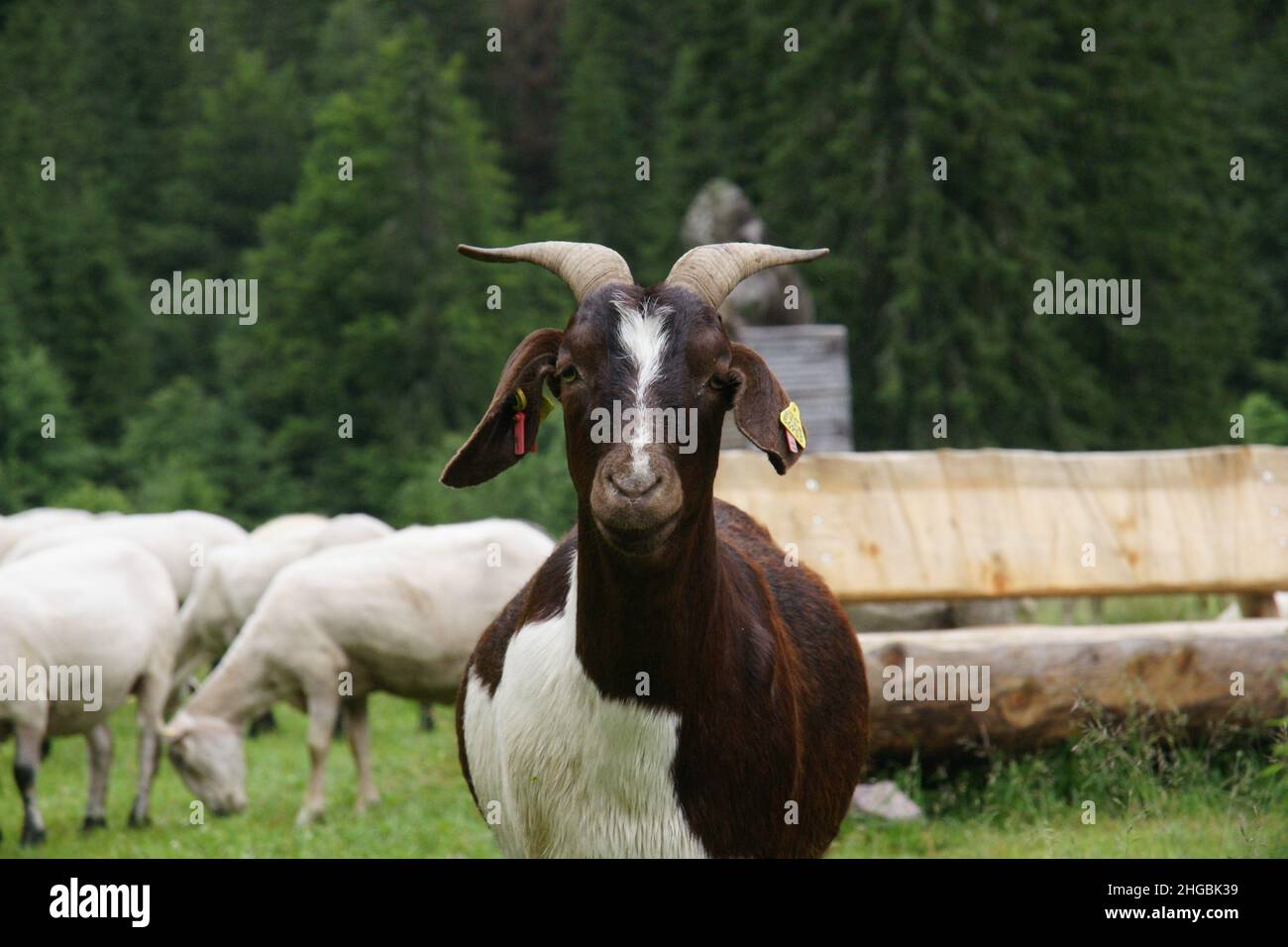 Bock Goat schaut neugierig auf die Kamera Stockfoto