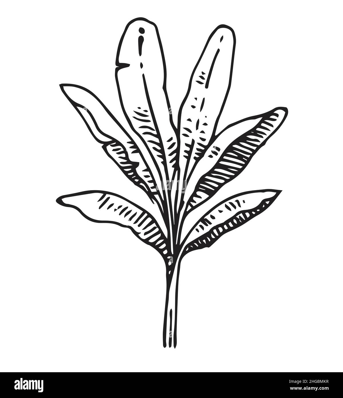 Hoher Bananenpalmenstrauch. Tropische Pflanze. Handzeichnung Umriss. Skizze exotischer Pflanzen. Isoliert auf weißem Hintergrund. Vektor Stock Vektor