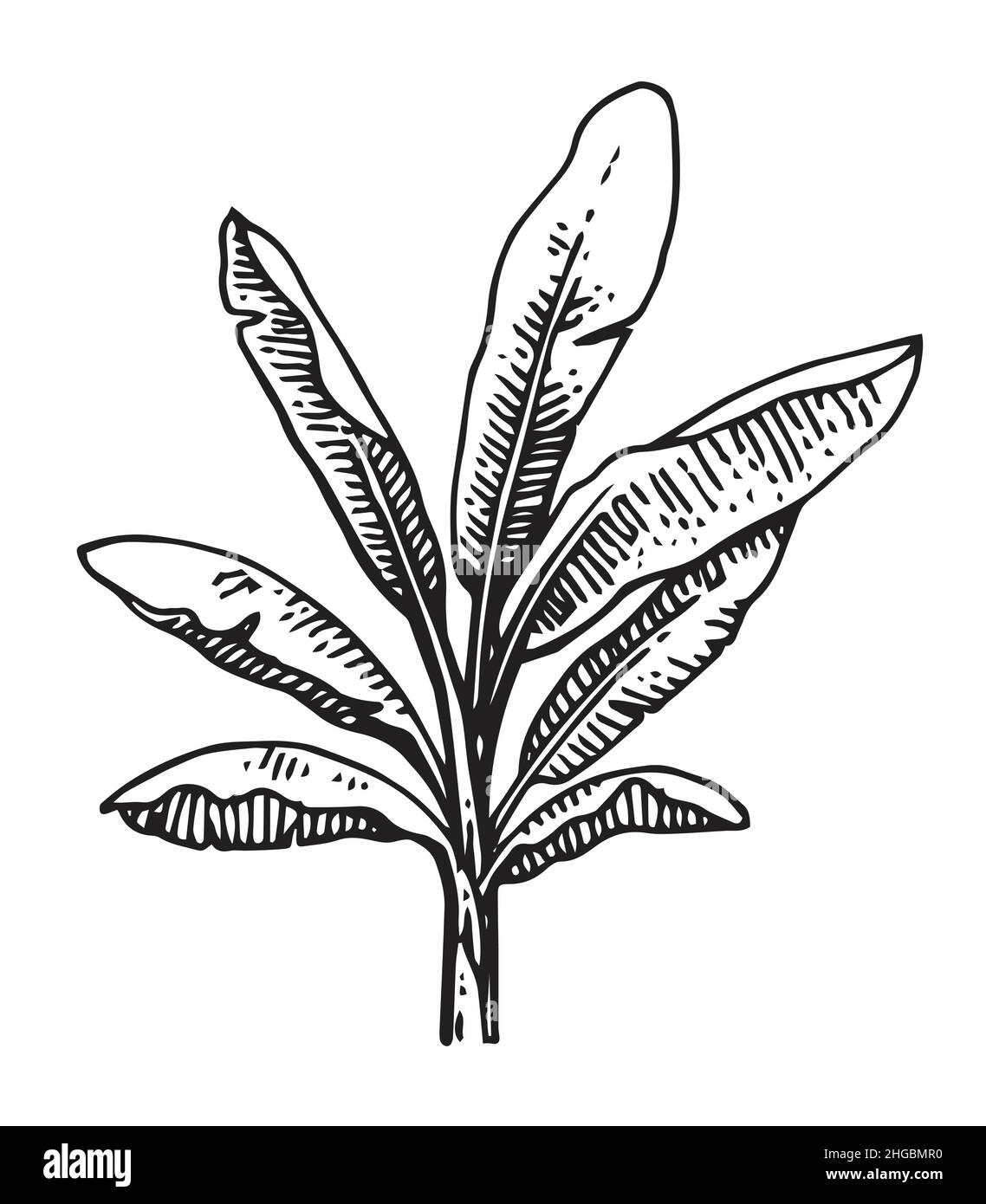 Großer Bananenpalmenstrauch. Tropische Pflanze. Handzeichnung Umriss. Skizze exotischer Pflanzen. Isoliert auf weißem Hintergrund. Vektor Stock Vektor