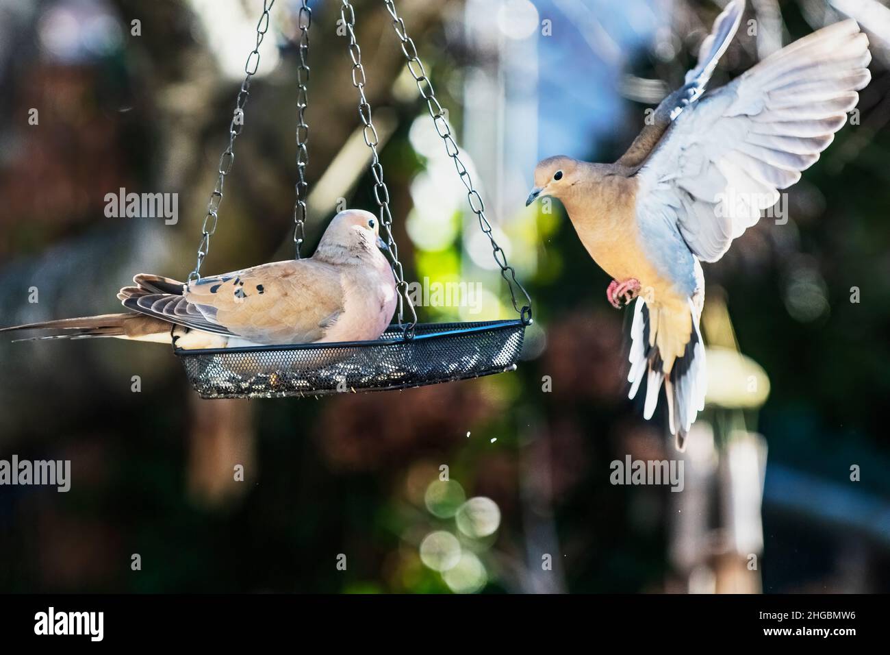 Ein Paar trauernde Tauben am Futterhäuschen im Hinterhof Stockfoto