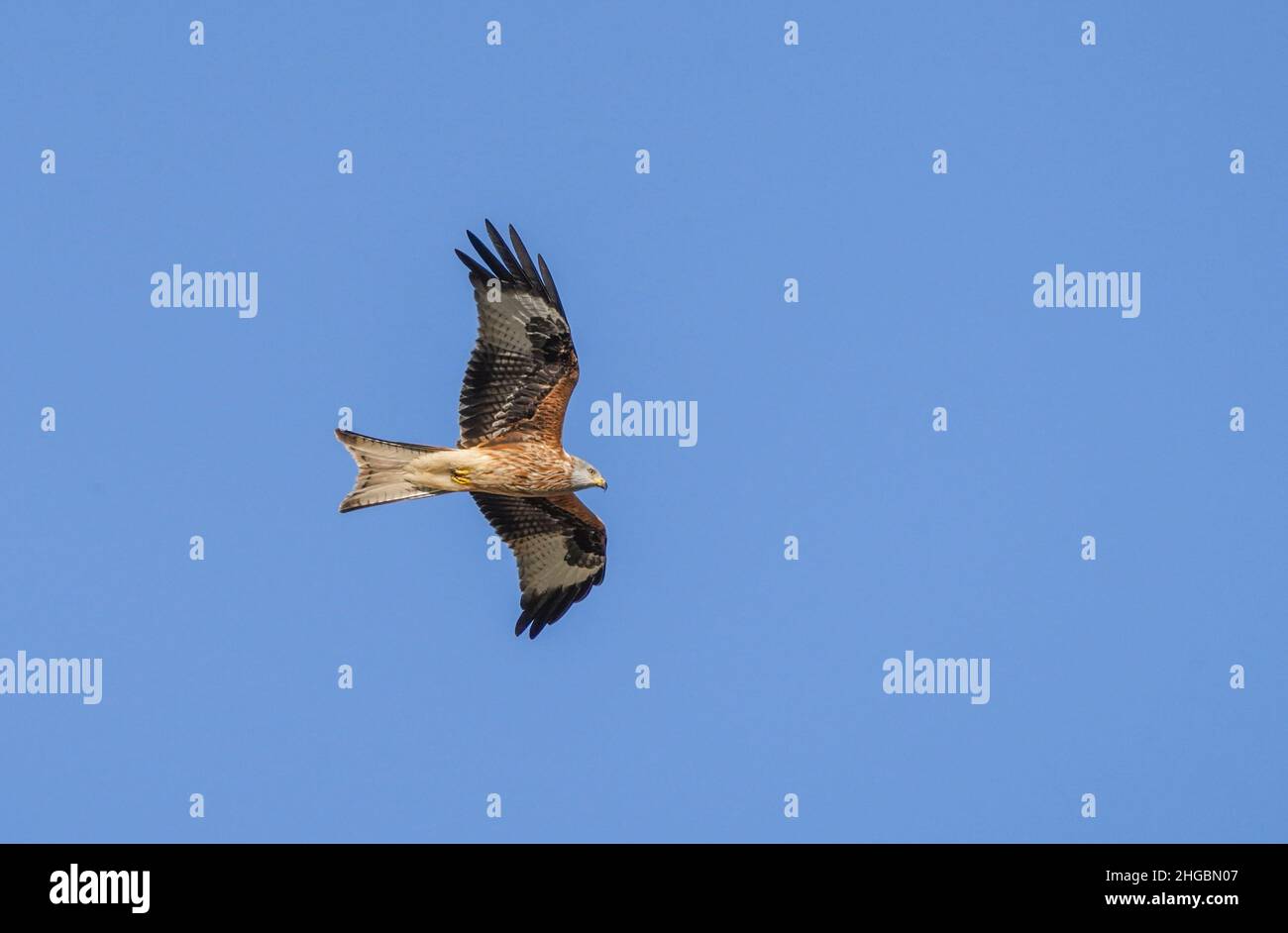 Roter Drachen (Milvus milvus) im Flug während Herbstzug, Einzelvögel im Flug, Andalusien, Spanien. Stockfoto