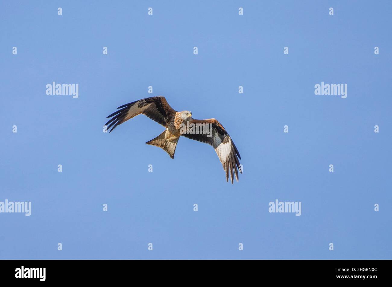 Roter Drachen (Milvus milvus) im Flug während Herbstzug, Einzelvögel im Flug, Andalusien, Spanien. Stockfoto