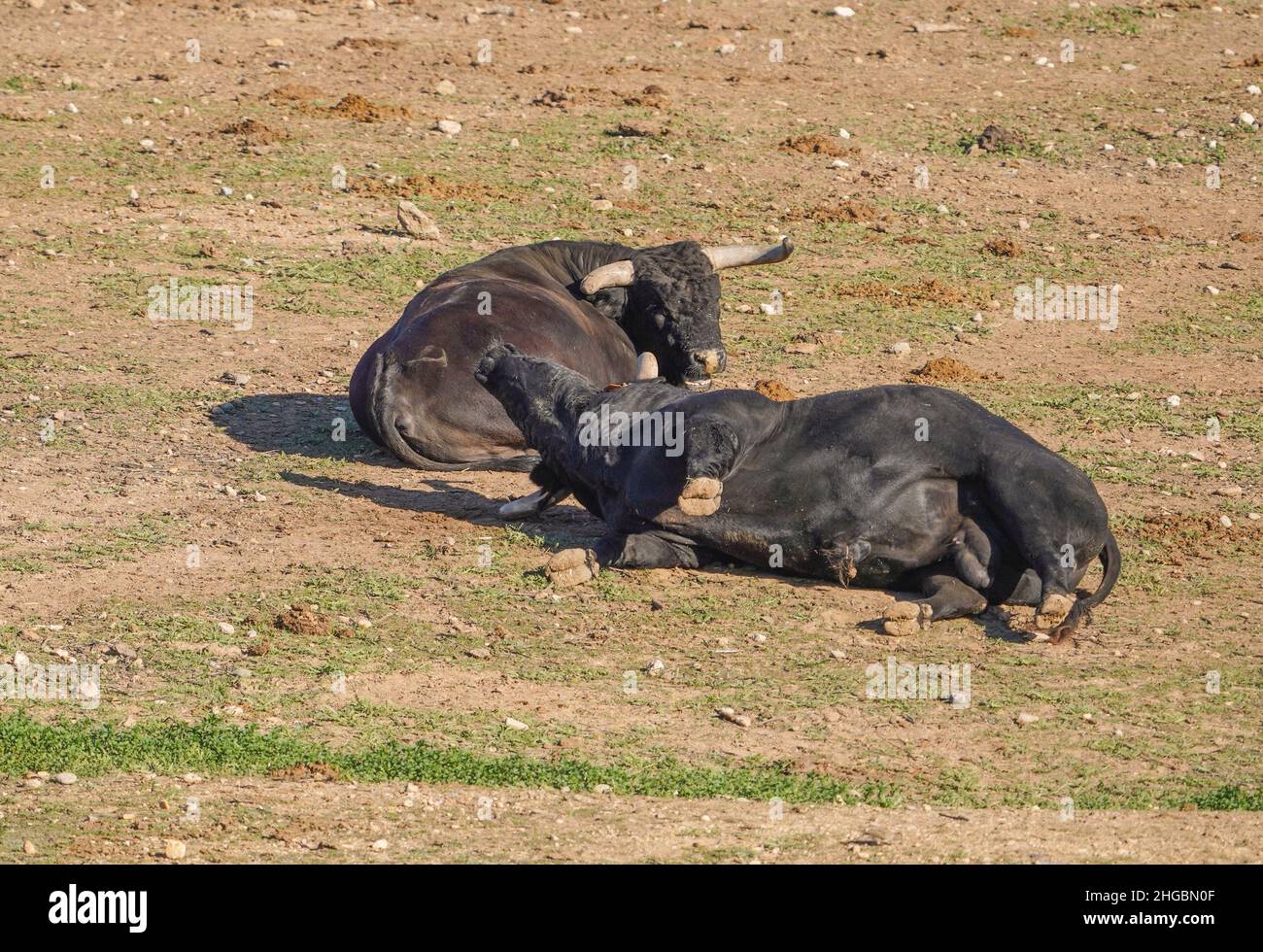 Spanische Kampfbullen liegen auf einem Feld, Sevilla, Andalusien, Spanien. Stockfoto