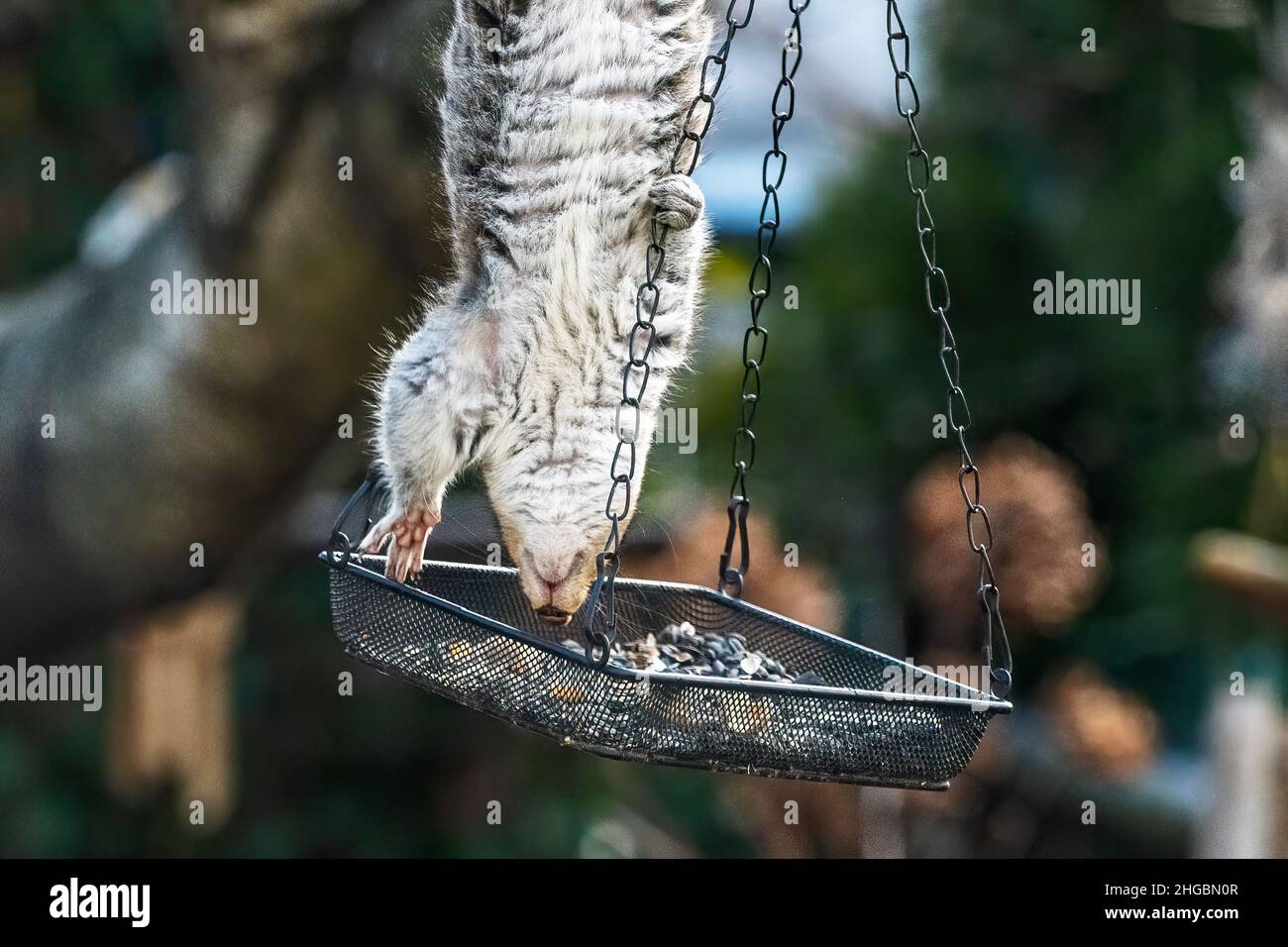 Cleveres graues Eichhörnchen findet Weg, Vogelfutter zu überfallen Stockfoto