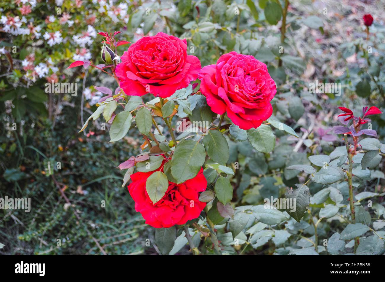 Drei rote Rosen blühen auf dem Feld Stockfoto