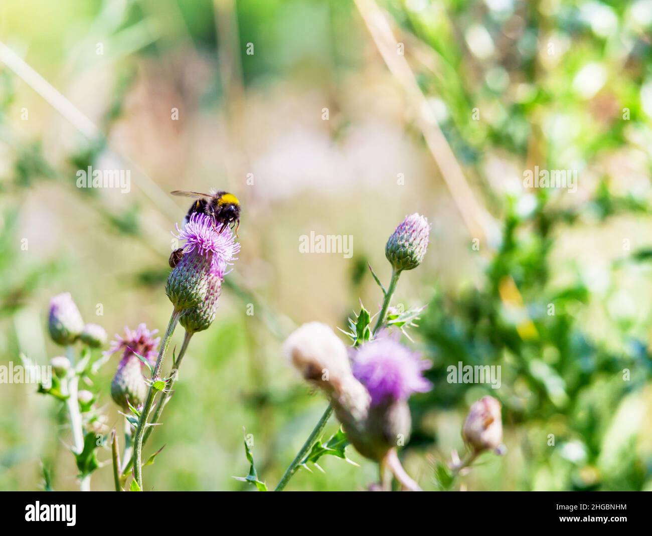 Eine Biene auf einer violetten Blume. Sommer-Postkarte mit einer Biene. Wildblumen und Insekten. Stockfoto