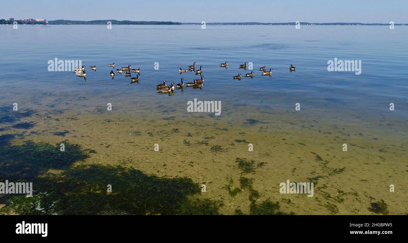 Luftaufnahme der kanadischen Gänse, die an einem sonnigen, klaren Tag auf ruhigem Wasser schweben, nahe der Küste des Lake Mendota, Madison, Wisconsin, USA Stockfoto