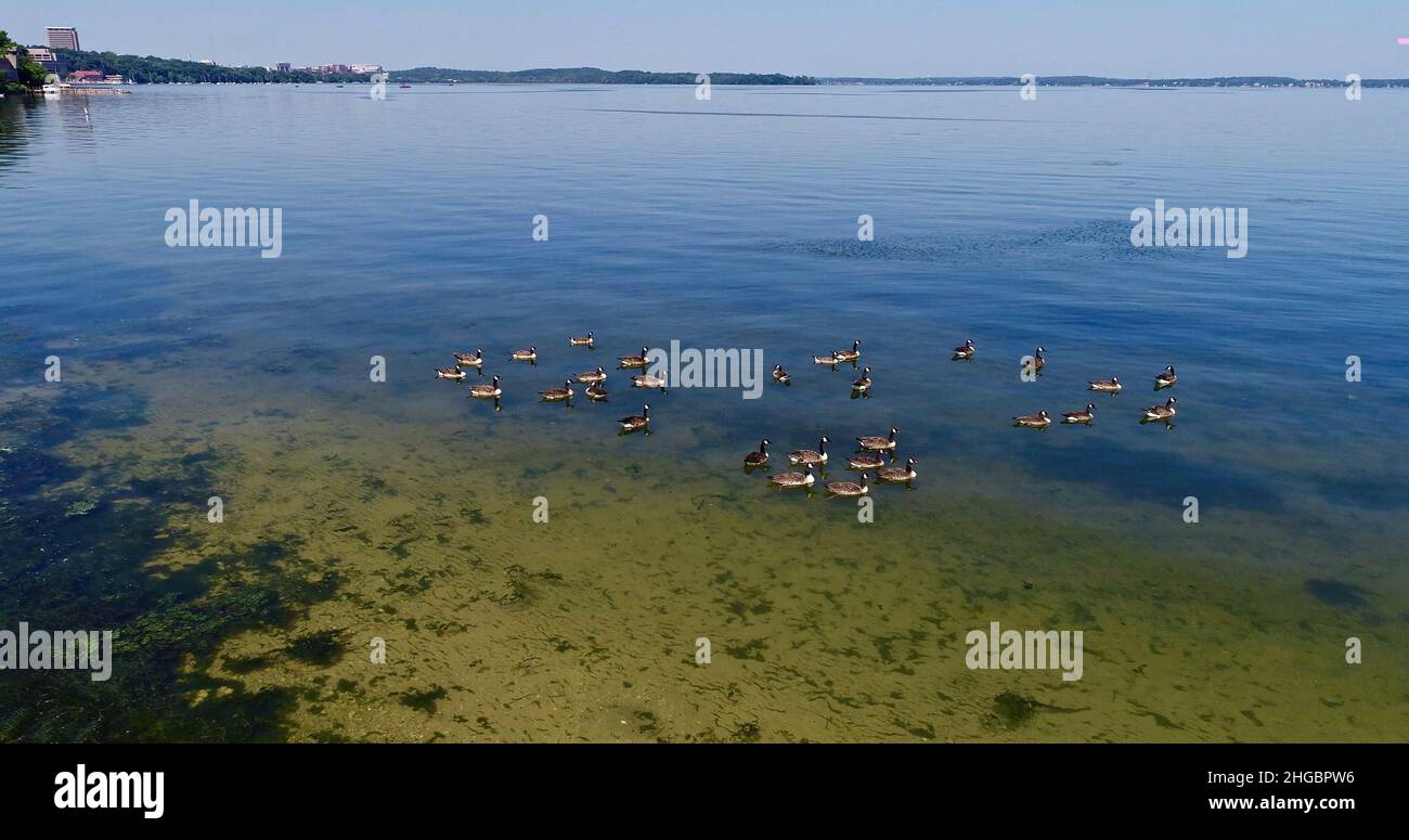 Luftaufnahme der kanadischen Gänse, die an einem sonnigen, klaren Tag auf ruhigem Wasser schweben, nahe der Küste des Lake Mendota, Madison, Wisconsin, USA Stockfoto