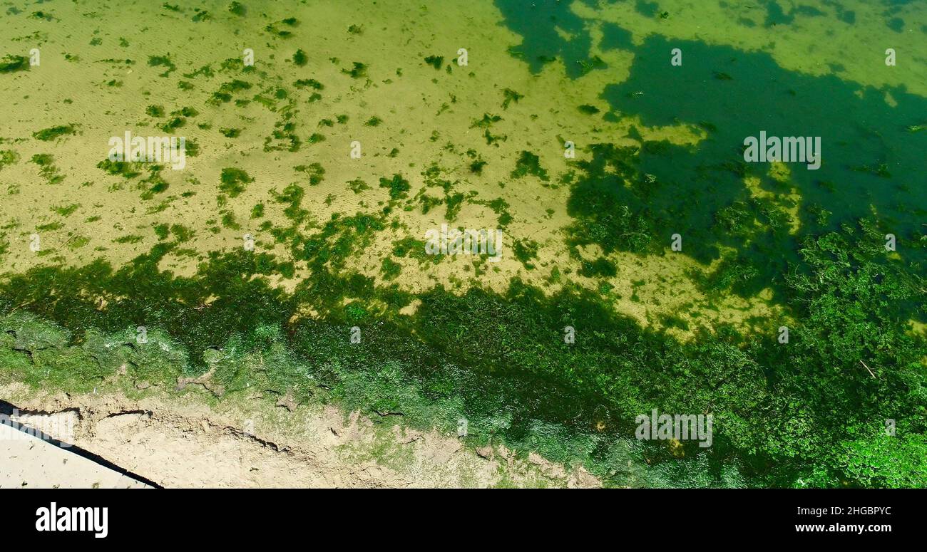 Luftaufnahme von potenziell gefährlichen giftigen Algen, die in den Gewässern des Lake Mendota entlang des geschlossenen Strandes im James Madison Park, Madison, Wisconsin, USA, schwimmen Stockfoto