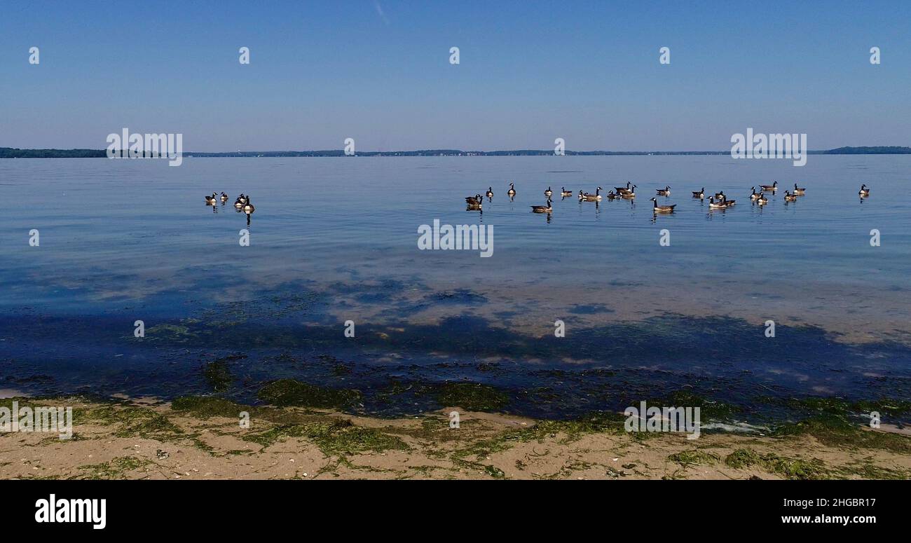 Luftaufnahme der kanadischen Gänse, die an einem sonnigen, klaren Tag auf ruhigem Wasser schweben, nahe der Küste des Lake Mendota, Madison, Wisconsin, USA Stockfoto