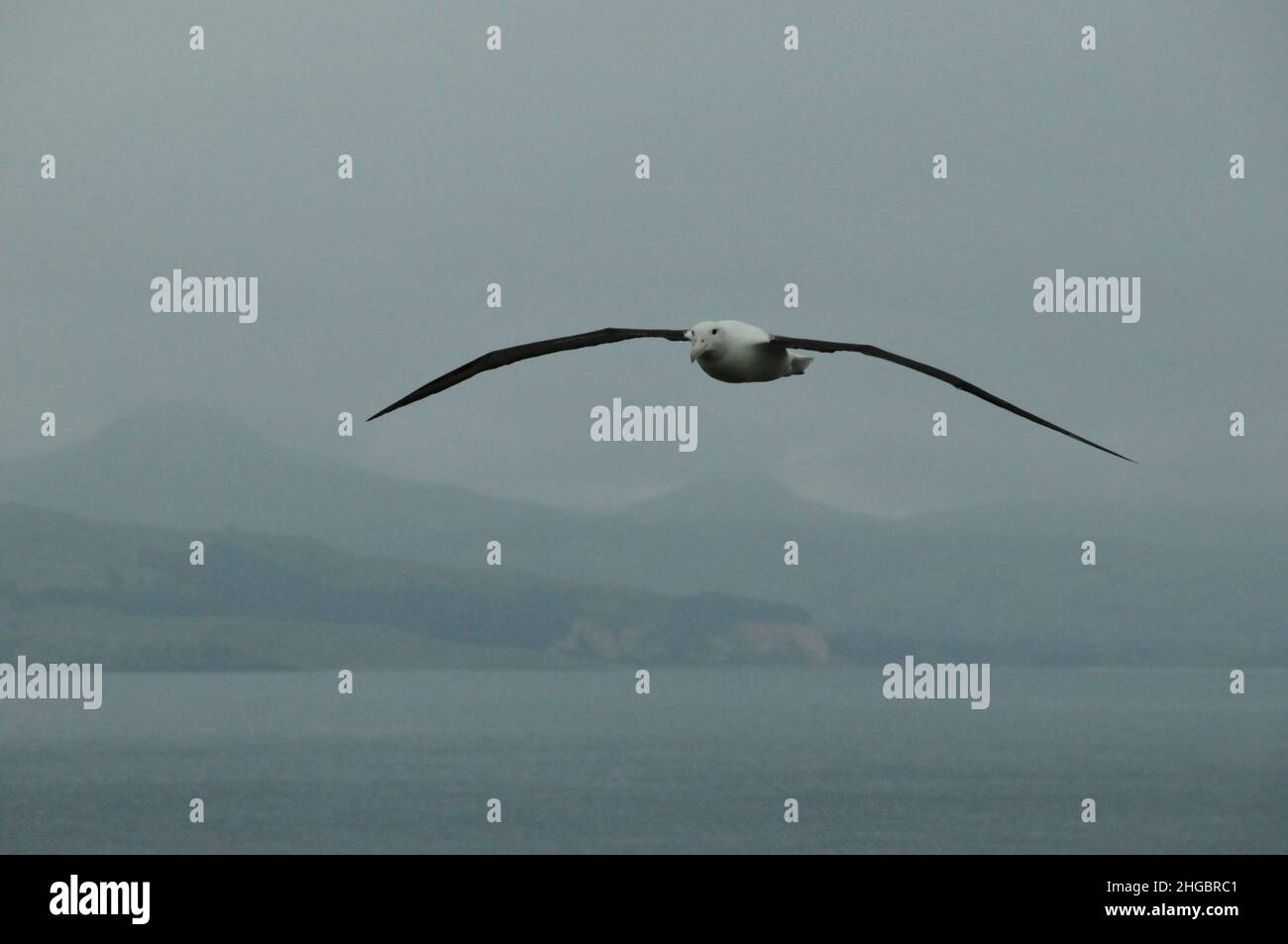 Albatross in der Luft in der Taiaroa Head Kolonie, NZ Stockfoto