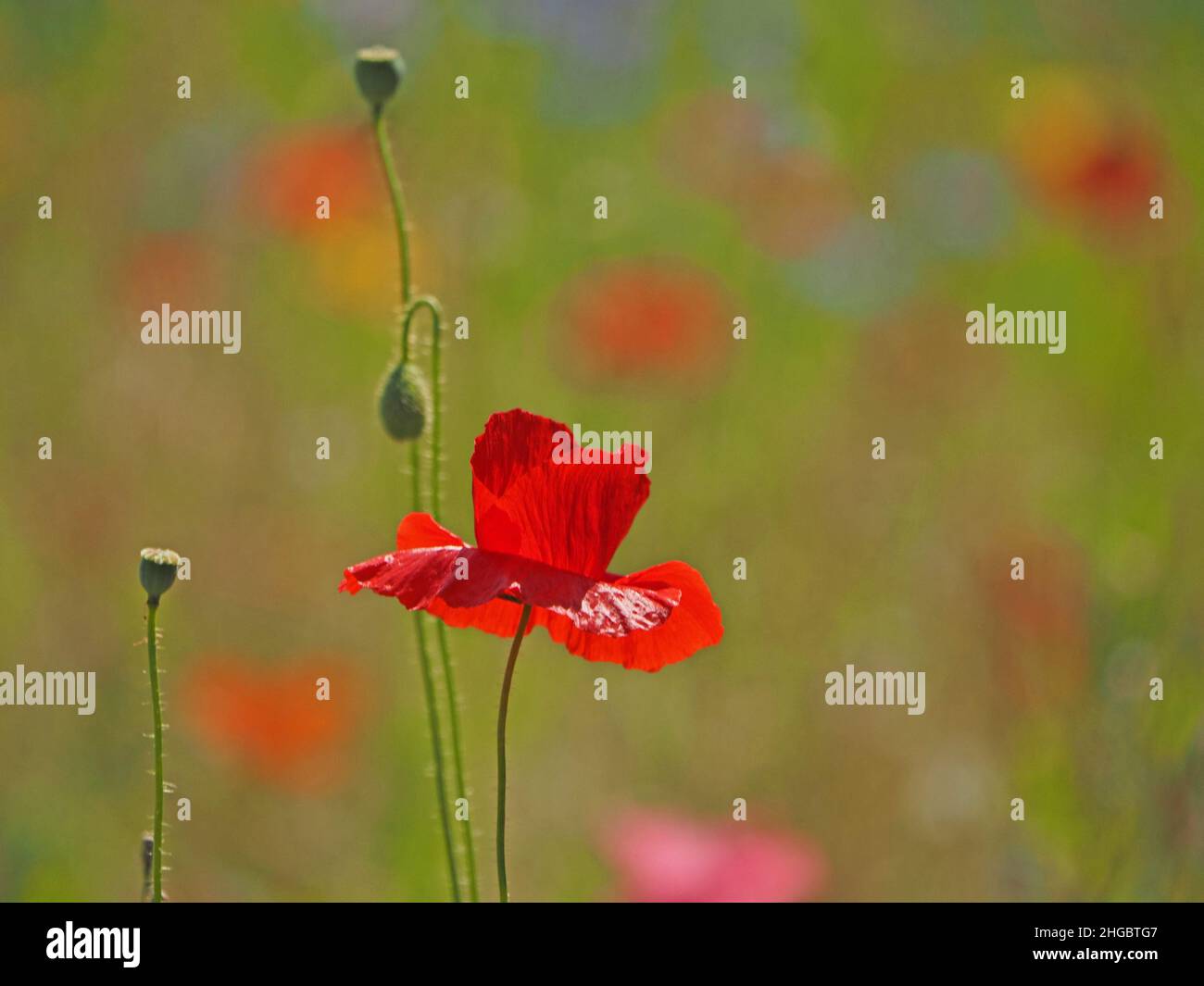 Konzentrieren Sie sich auf ein leuchtendes Rot von Feldmohn mit Knospen und Saatköpfen mit buntem Bokeh auf einer gesät 'Wildblumen' Wiese in Perthshire, Schottland, Großbritannien Stockfoto